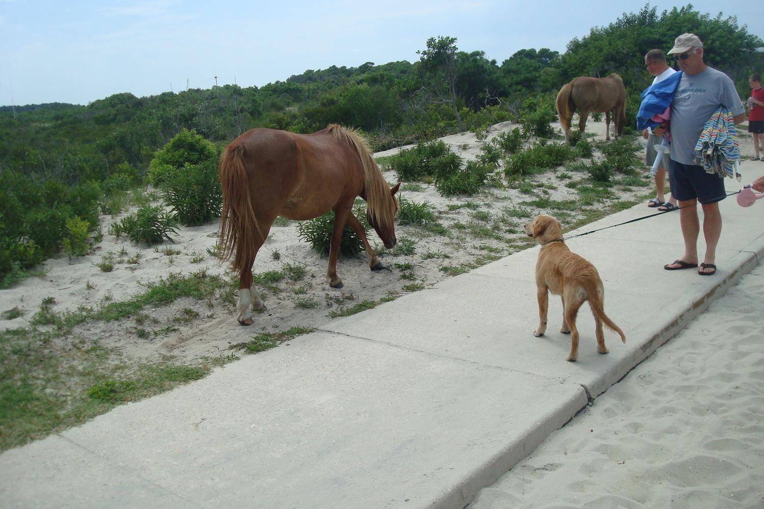 Assateague National Seashore 2