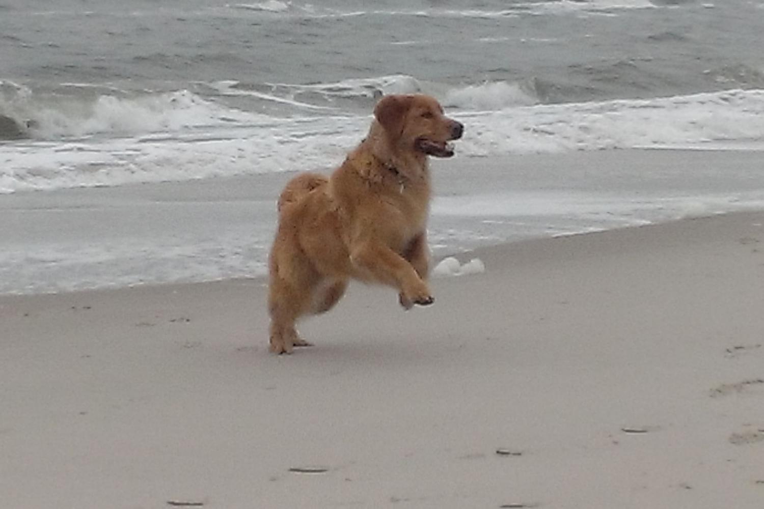 Assateague National Seashore 11