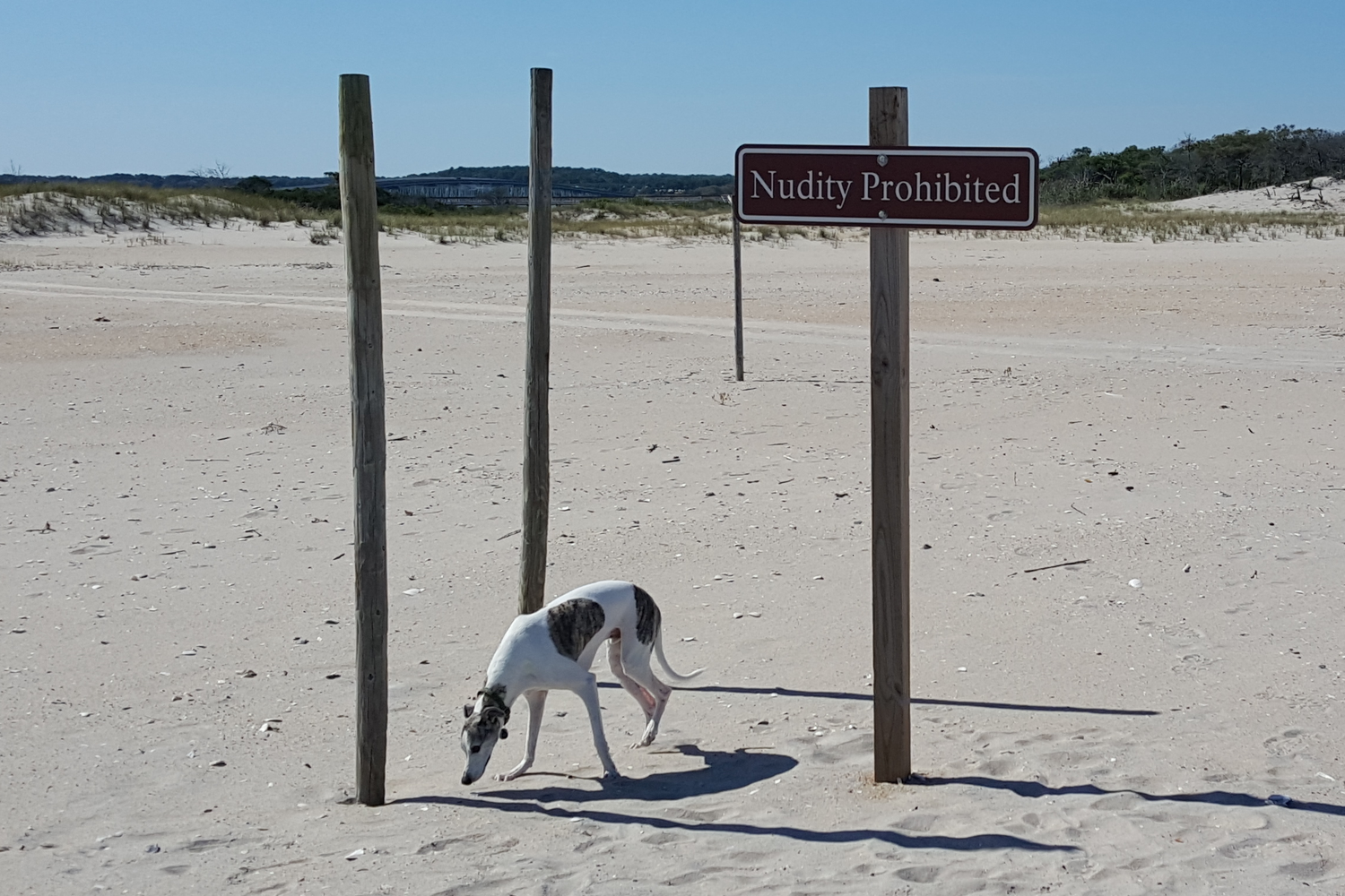 Assateague National Seashore 17