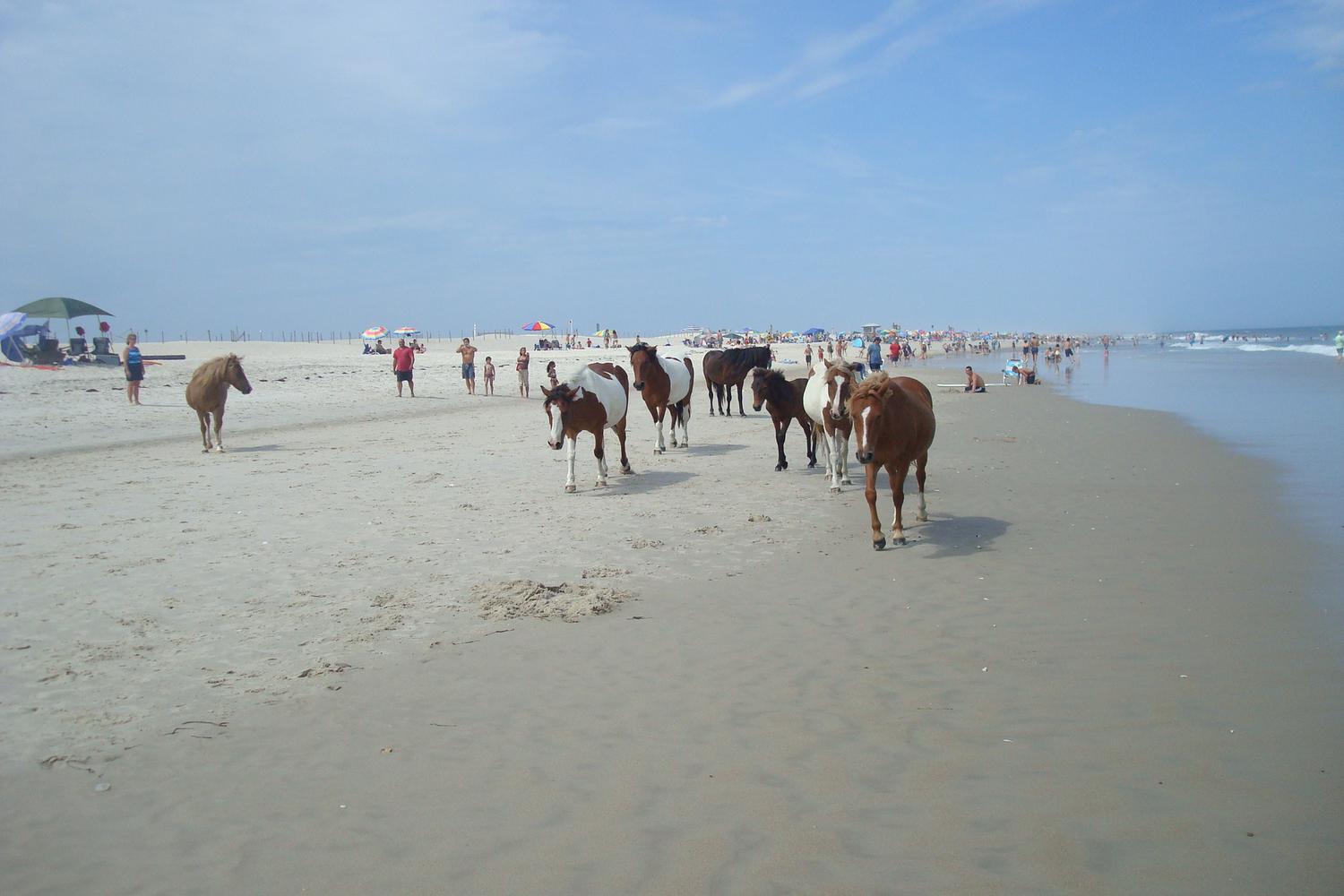 Assateague National Seashore 4