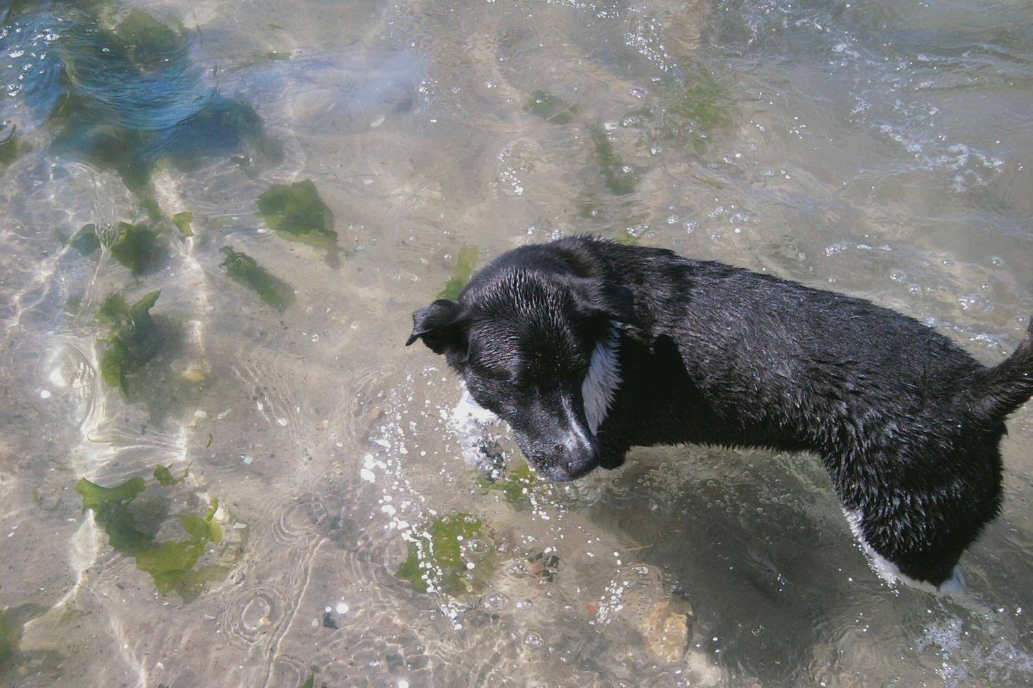 Fisherman's Cove Conservation Area 76