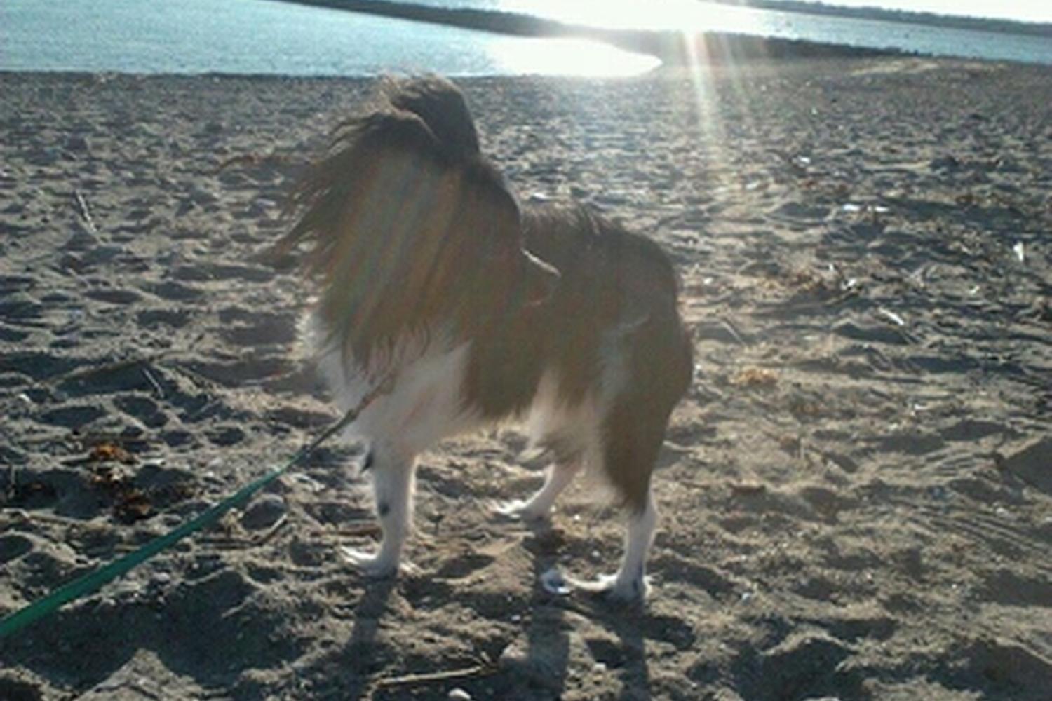 Compo Beach Off-Leash Dog Area 0