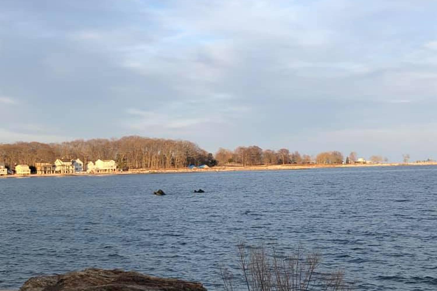 Compo Beach Off-Leash Dog Area 4