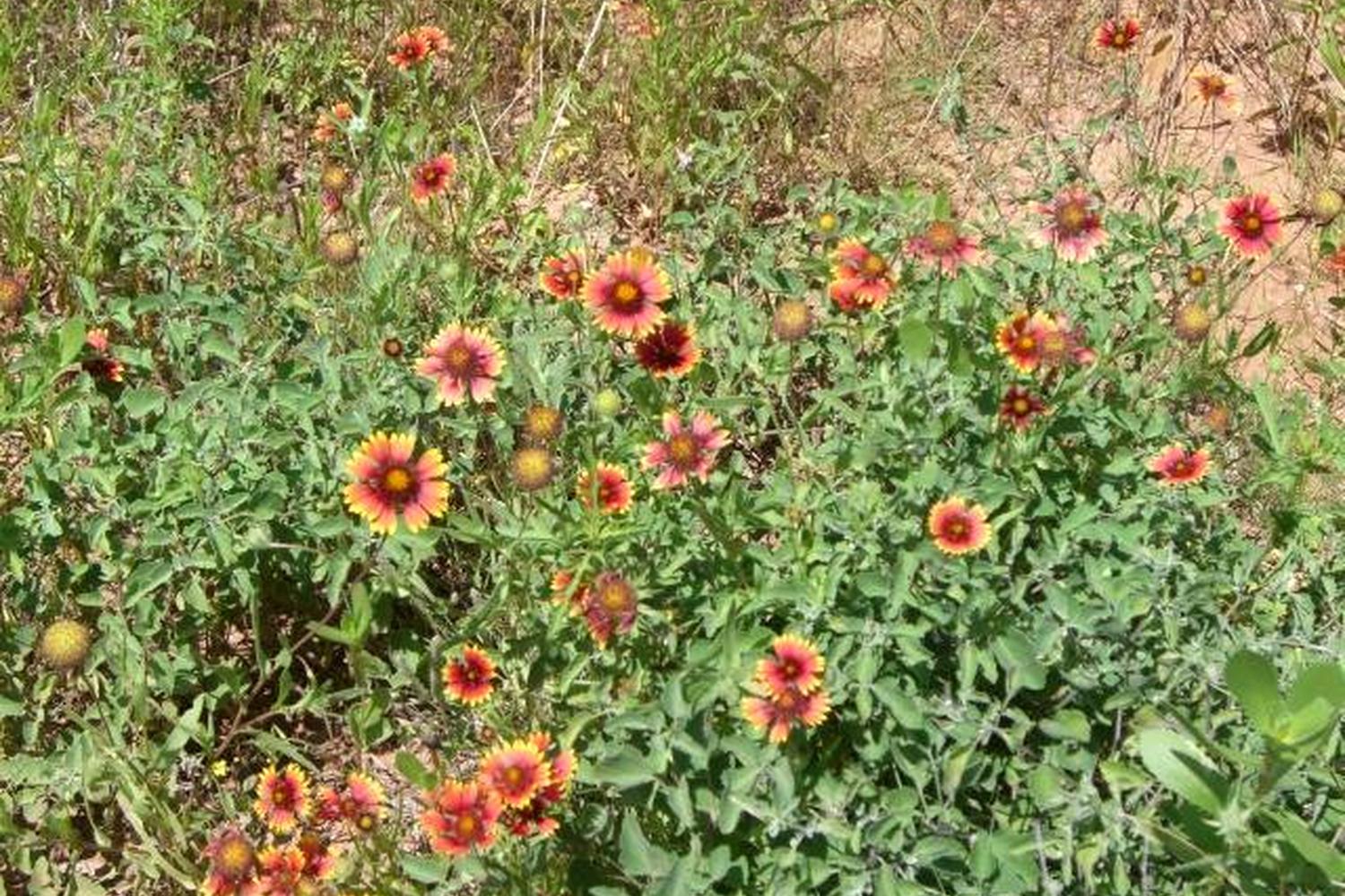 Palo Duro Canyon State Park 2