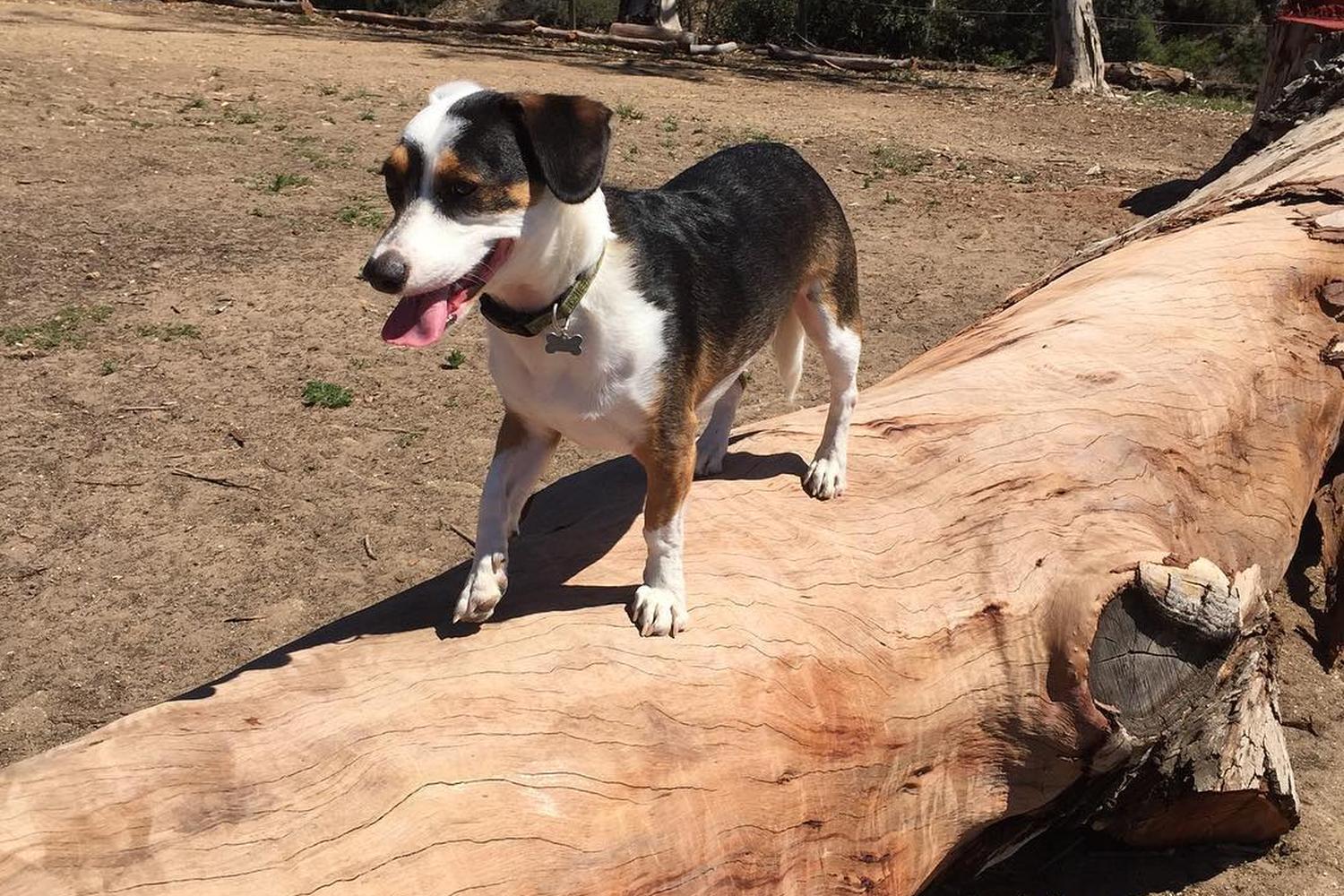 Morley Field Dog Park 5