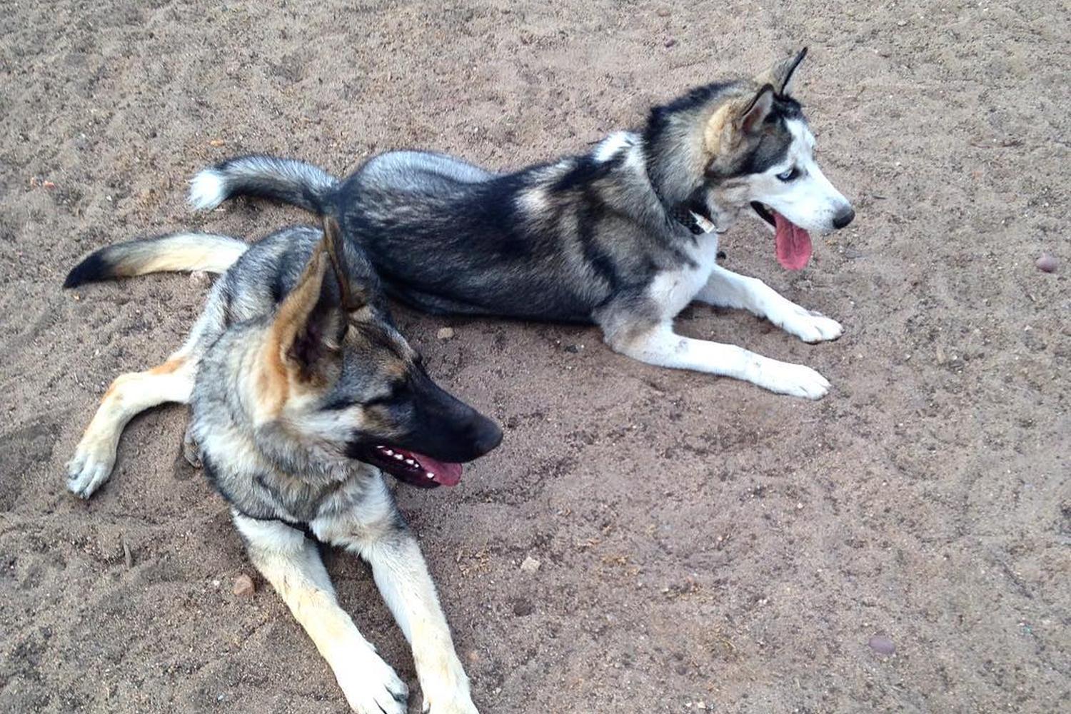 Morley Field Dog Park 2