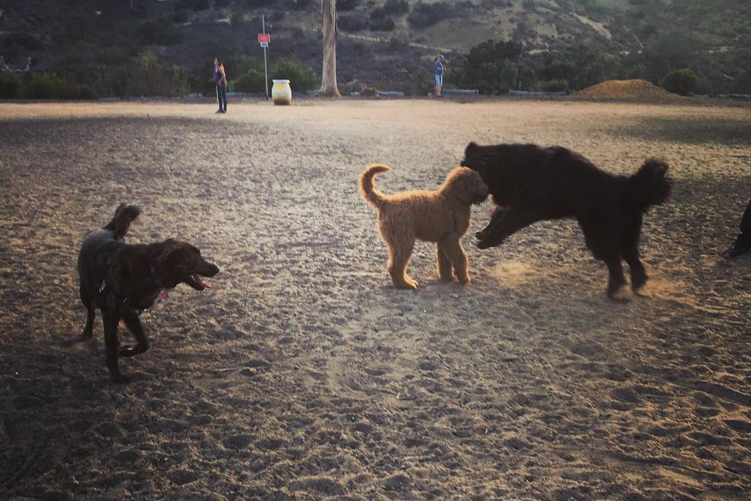 Morley Field Dog Park 7