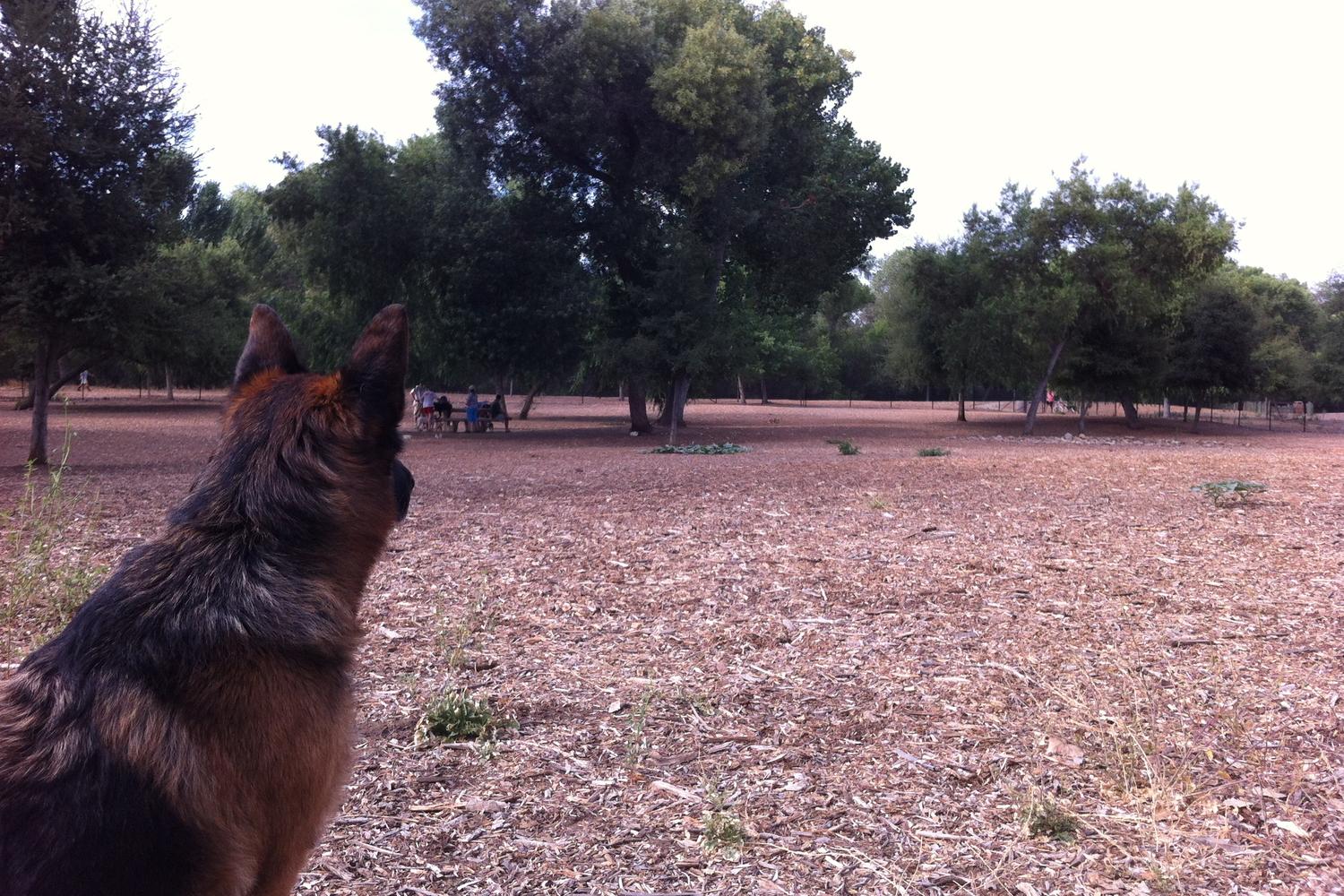 Mast Park Off-Leash Dog Park 0