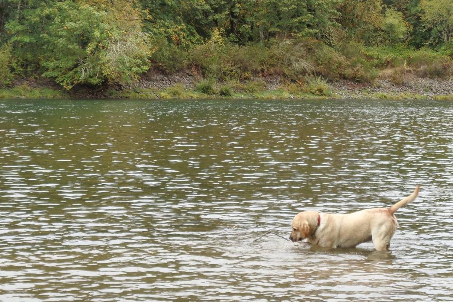 Milo McIver State Park Off Leash Area 4