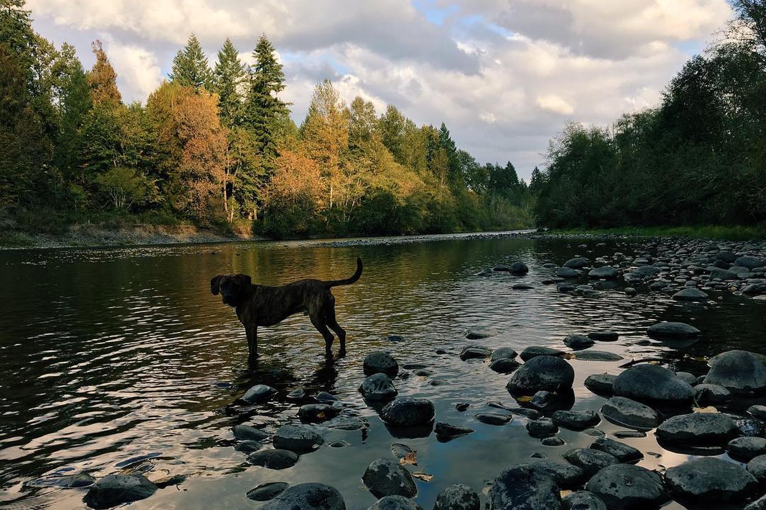 Milo McIver State Park Off Leash Area 3