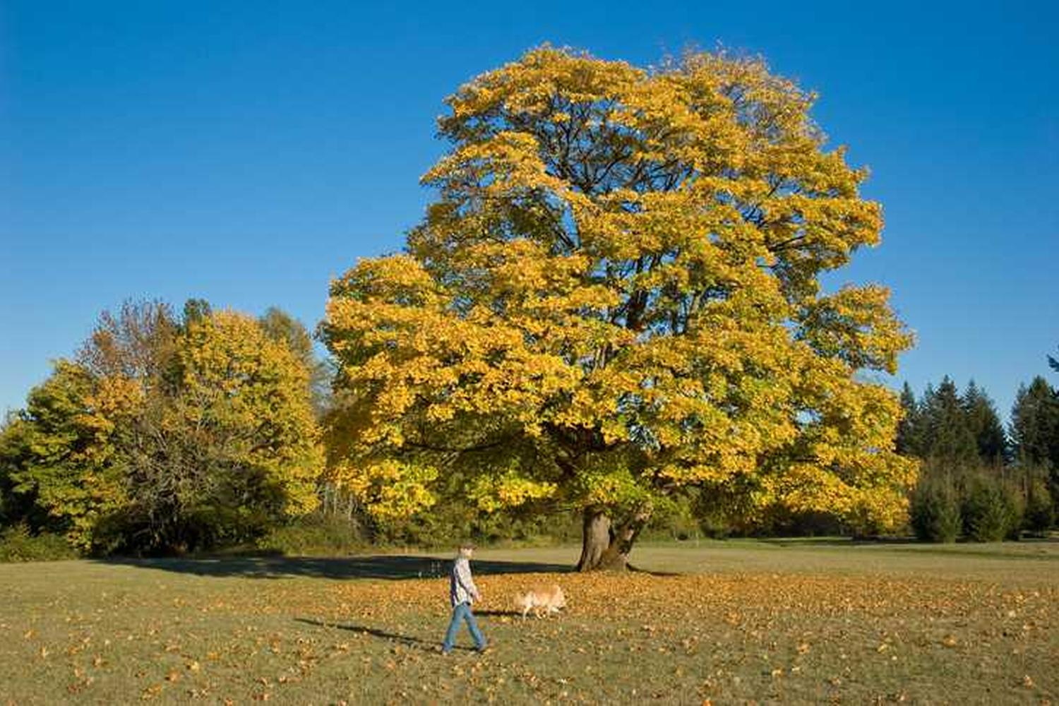 Milo McIver State Park Off Leash Area 0