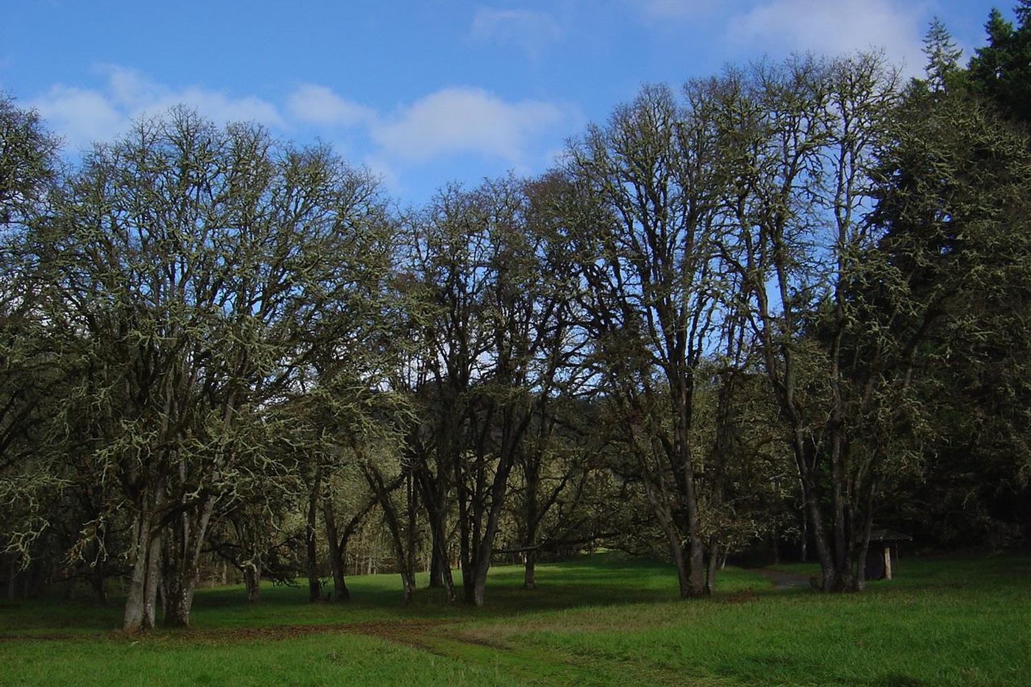 Mount Pisgah Trail 2