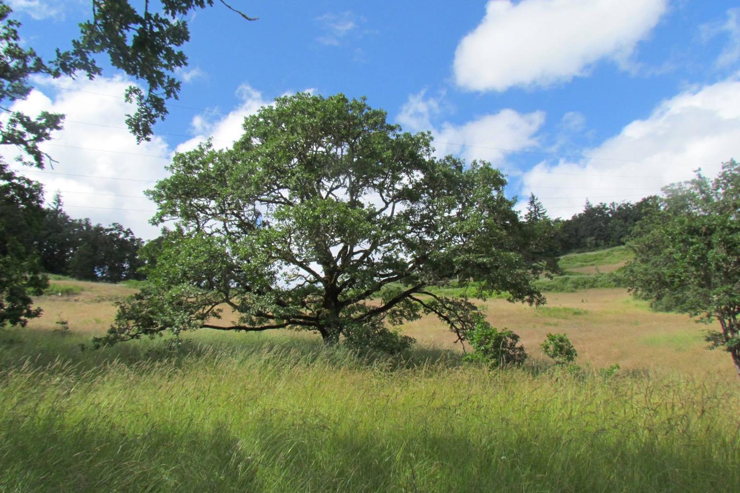 Mount Pisgah Trail 3