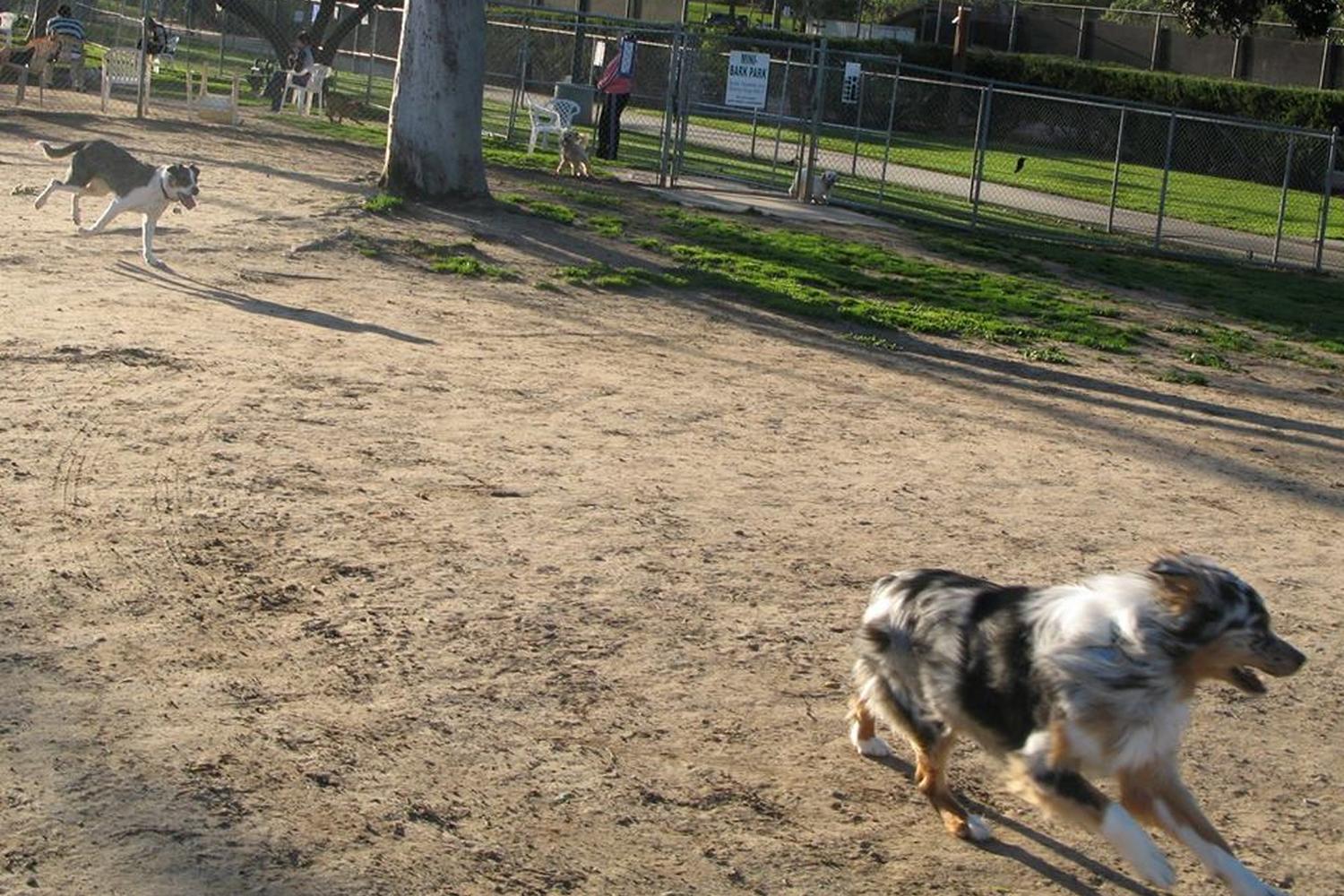 Costa Mesa Bark Park 4