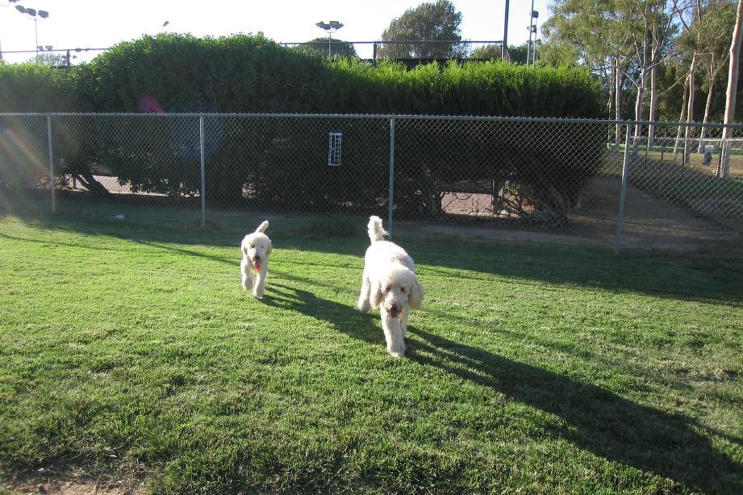 Costa Mesa Bark Park 1