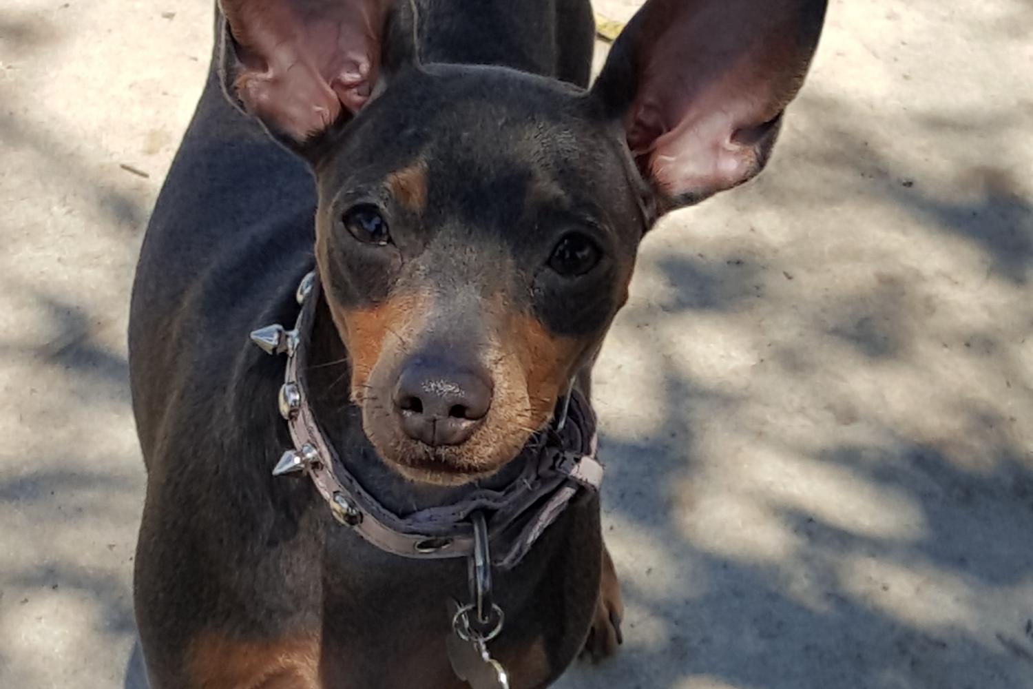 Costa Mesa Bark Park 3