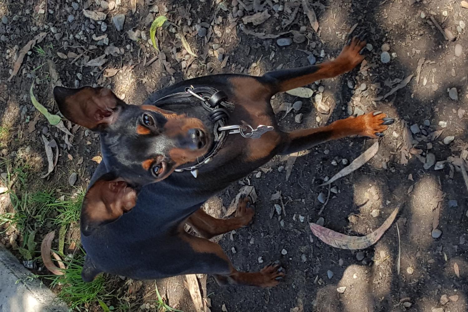 Costa Mesa Bark Park 2