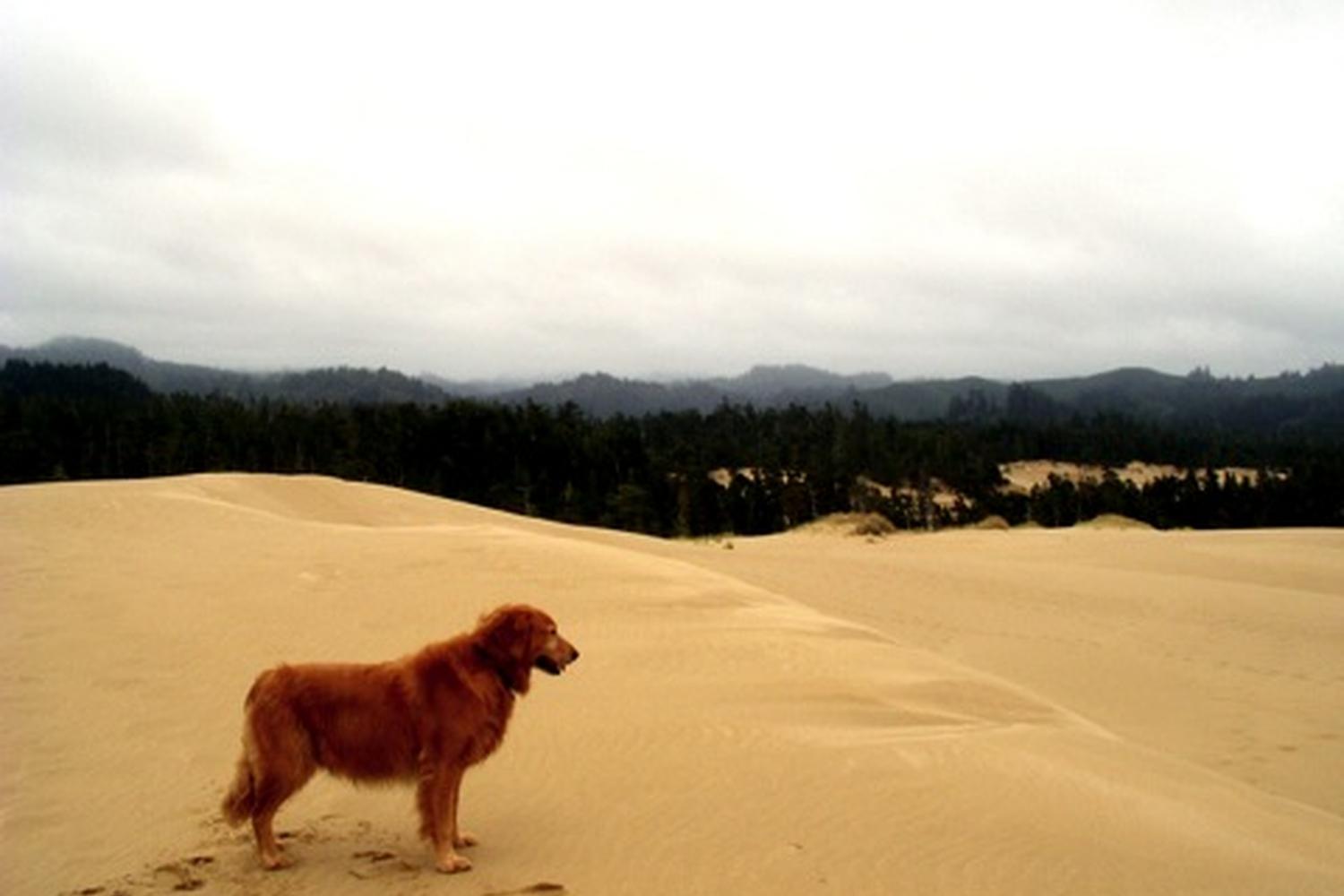 John Dellenback Dunes Trail 1