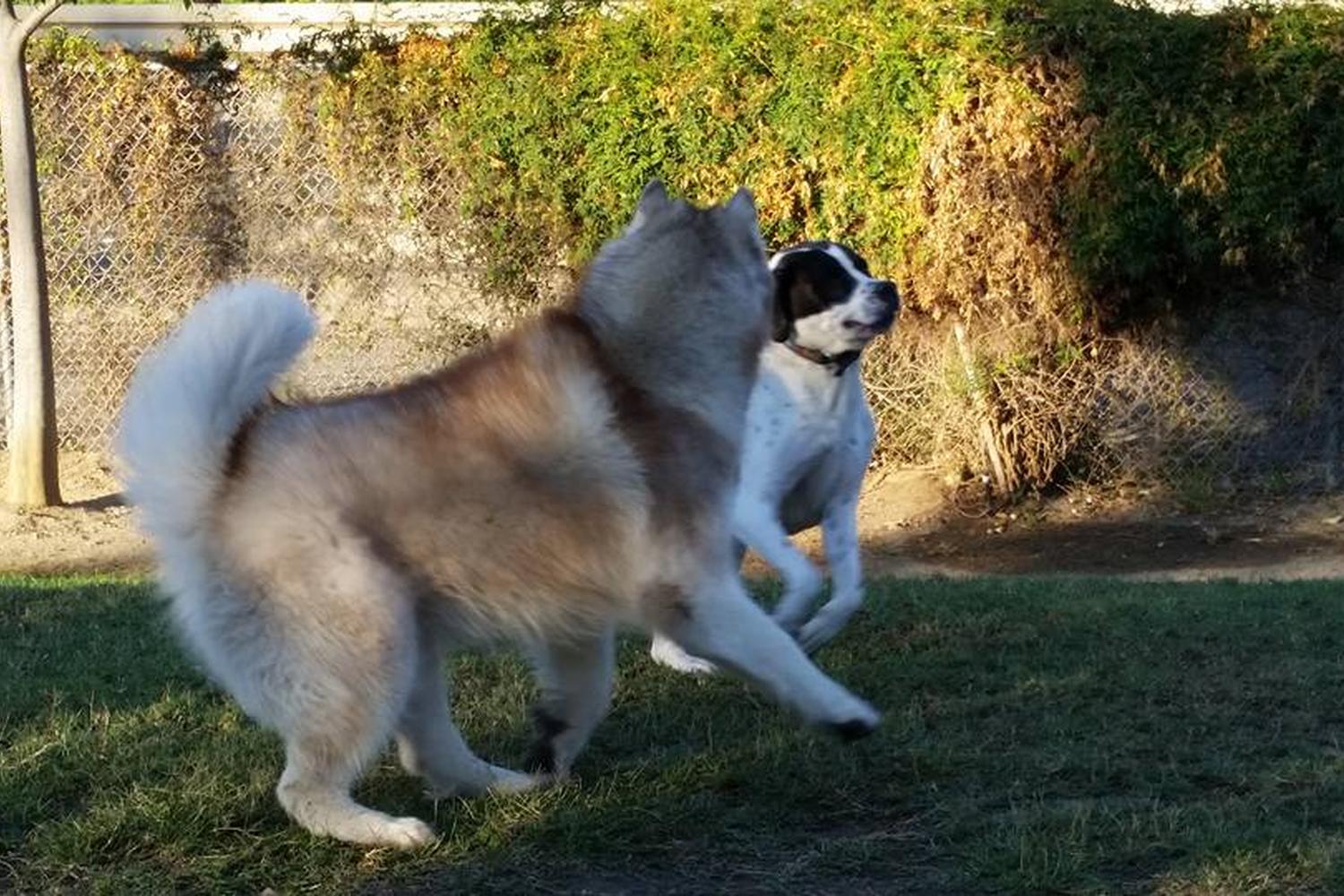 Reed Street Dog Park 2