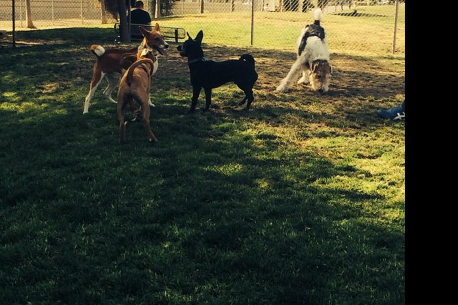 Reed Street Dog Park 7