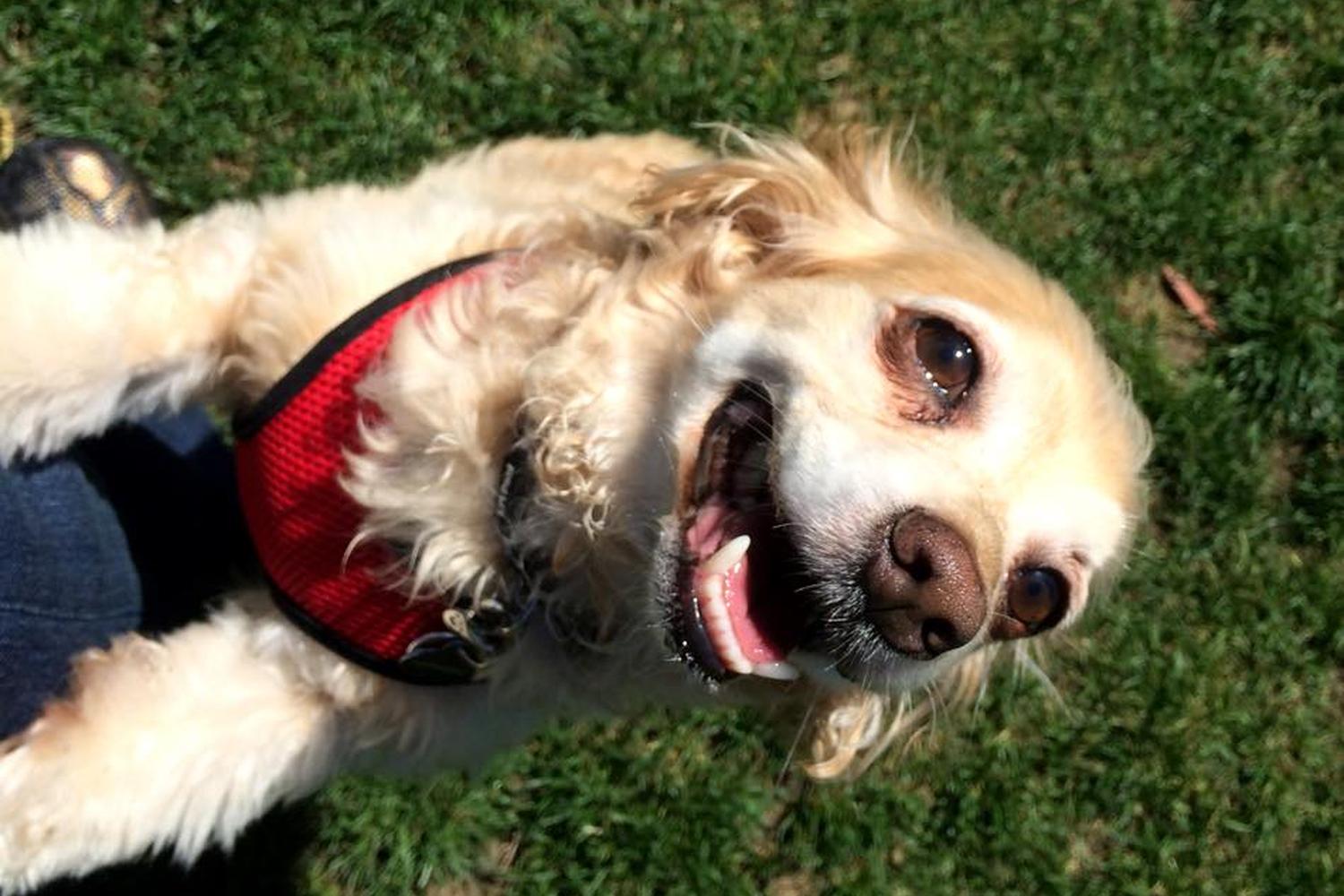 Reed Street Dog Park 4