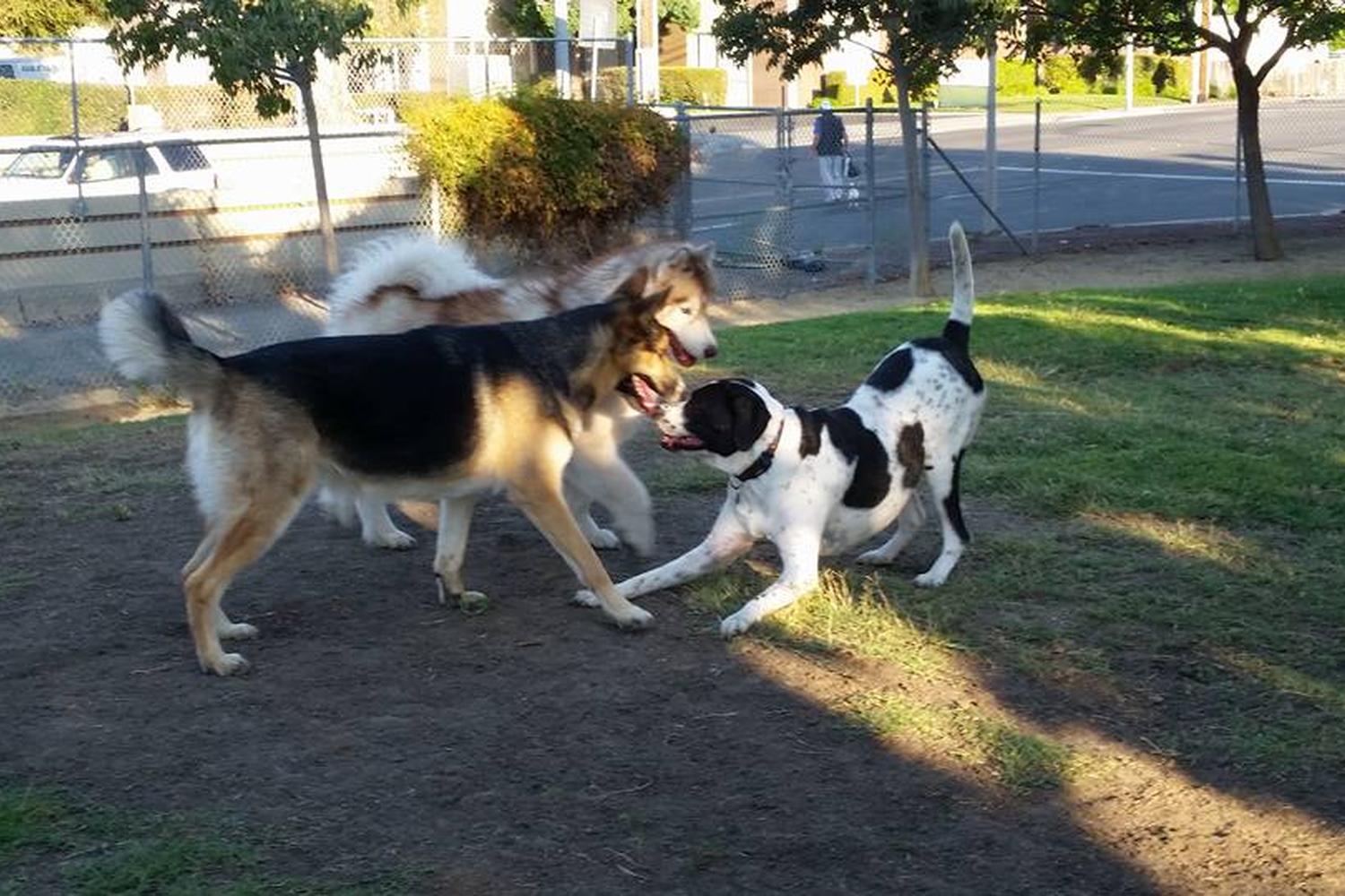 Reed Street Dog Park 3