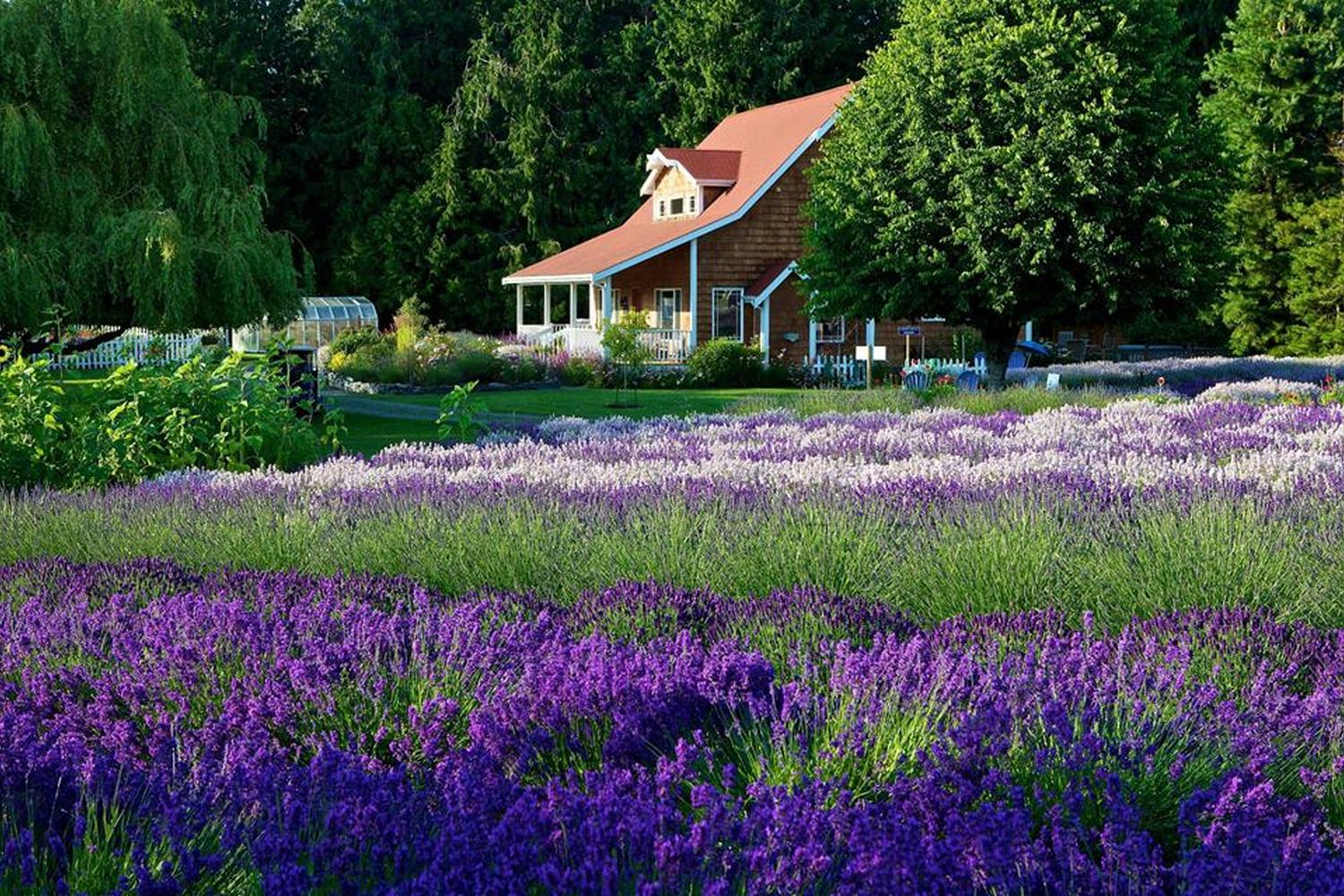 Purple Haze Lavender Farm & Gift Shop 5
