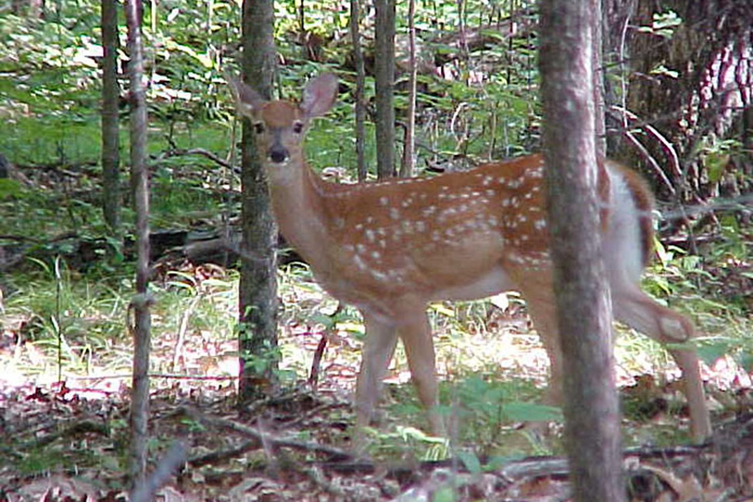 Yankee Springs Recreation Area 2