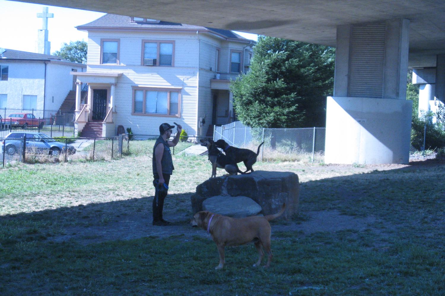 Grove Shafter Dog Play Area 4