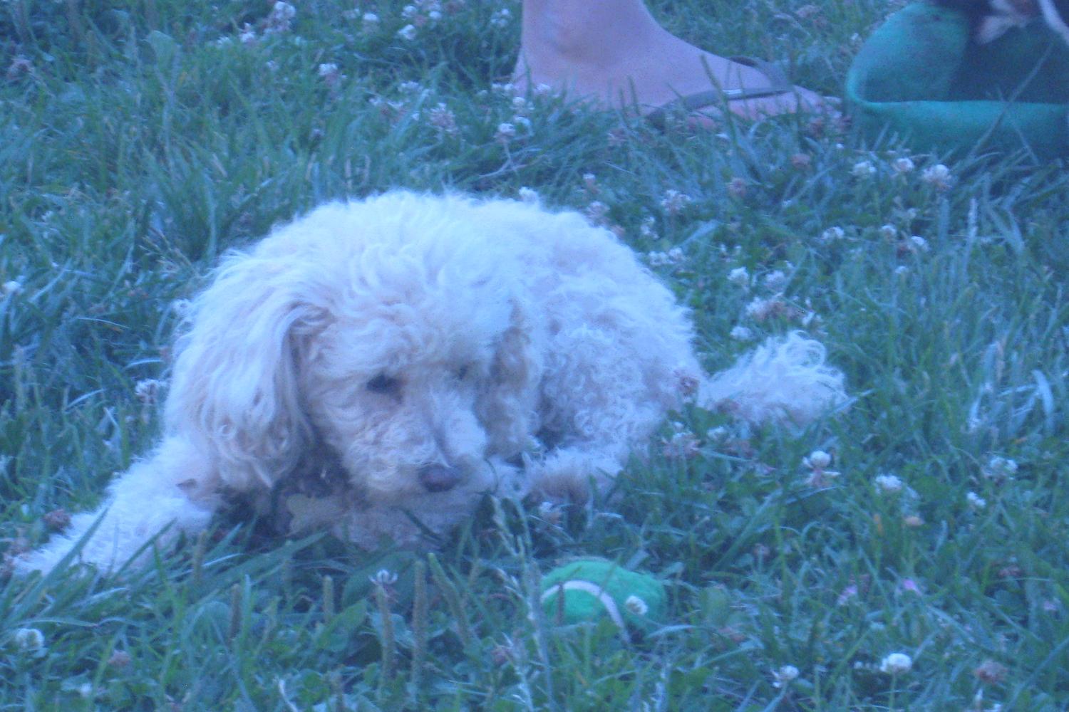 Grove Shafter Dog Play Area 5