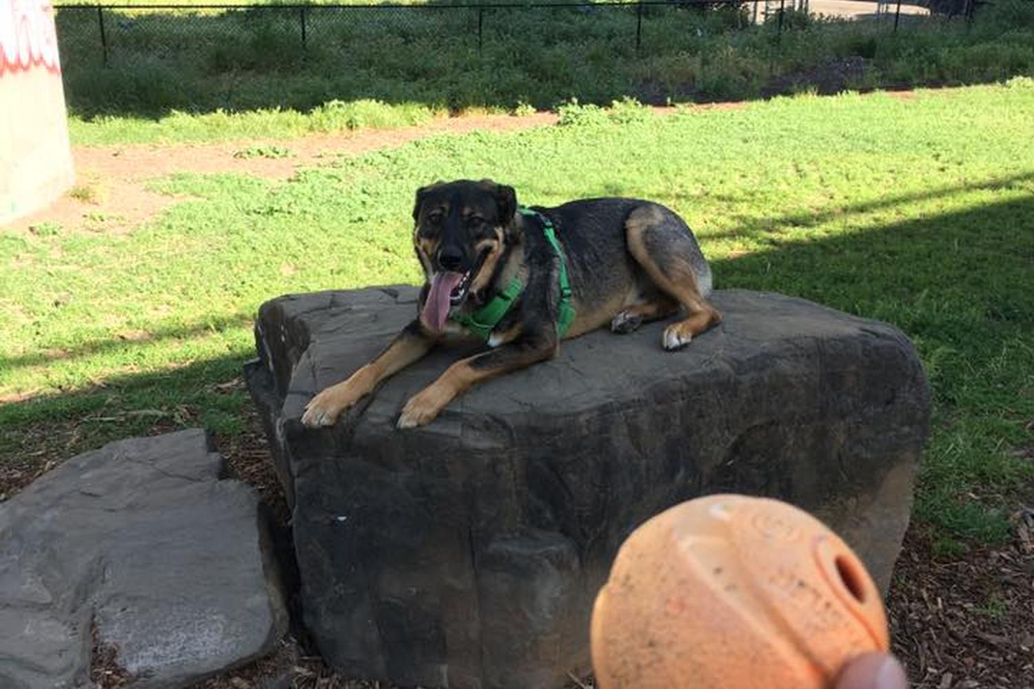 Grove Shafter Dog Play Area 3
