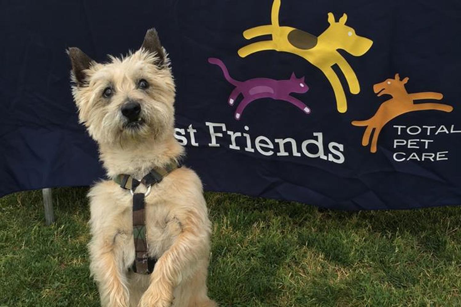 Best Friends Forever Pet Care 1
