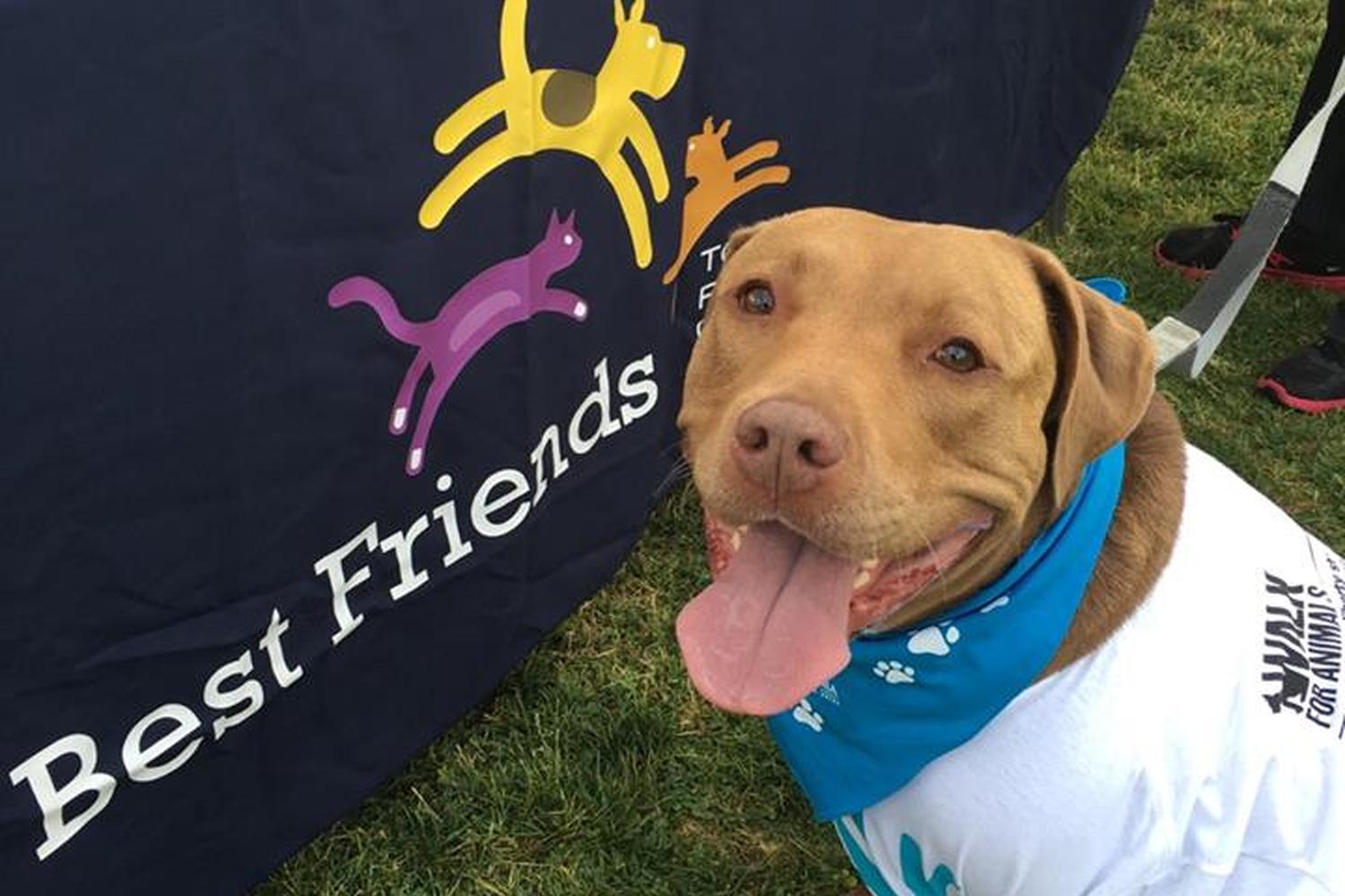 Best Friends Forever Pet Care 2