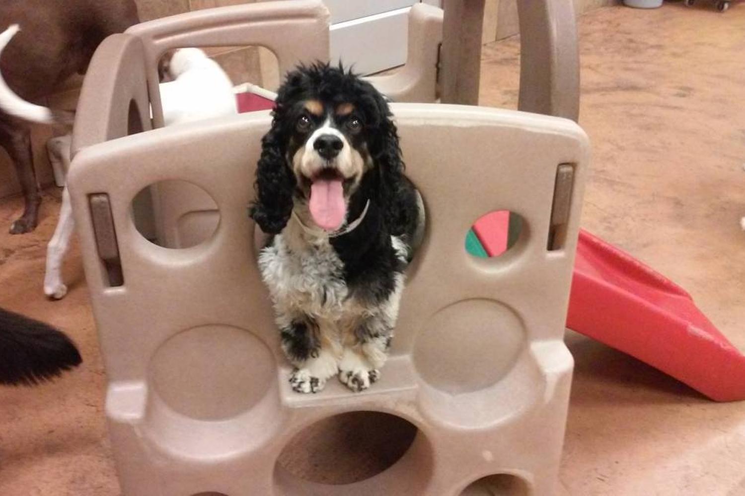 PetsHotel City Of Industry (Walnut) 6