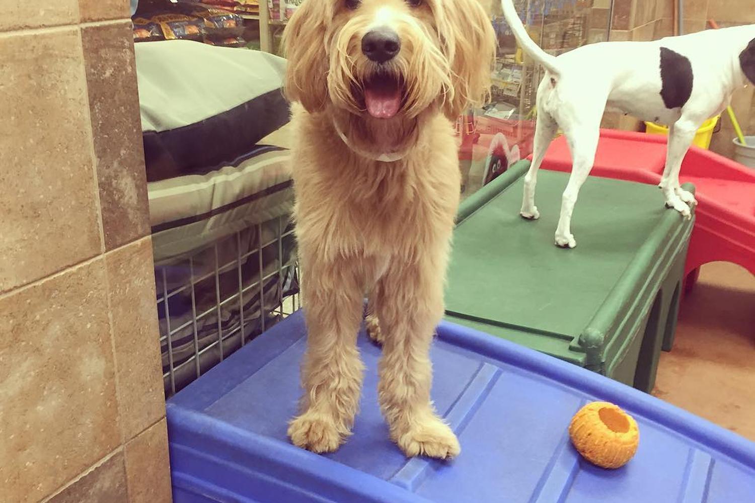 PetsHotel City Of Industry (Walnut) 7