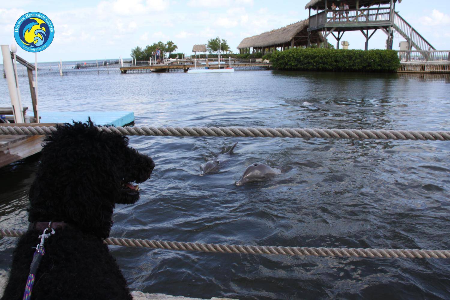 Dolphin Research Center 4