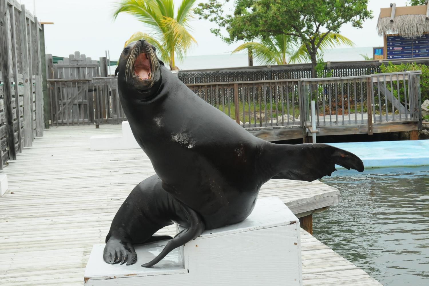Dolphin Research Center 5