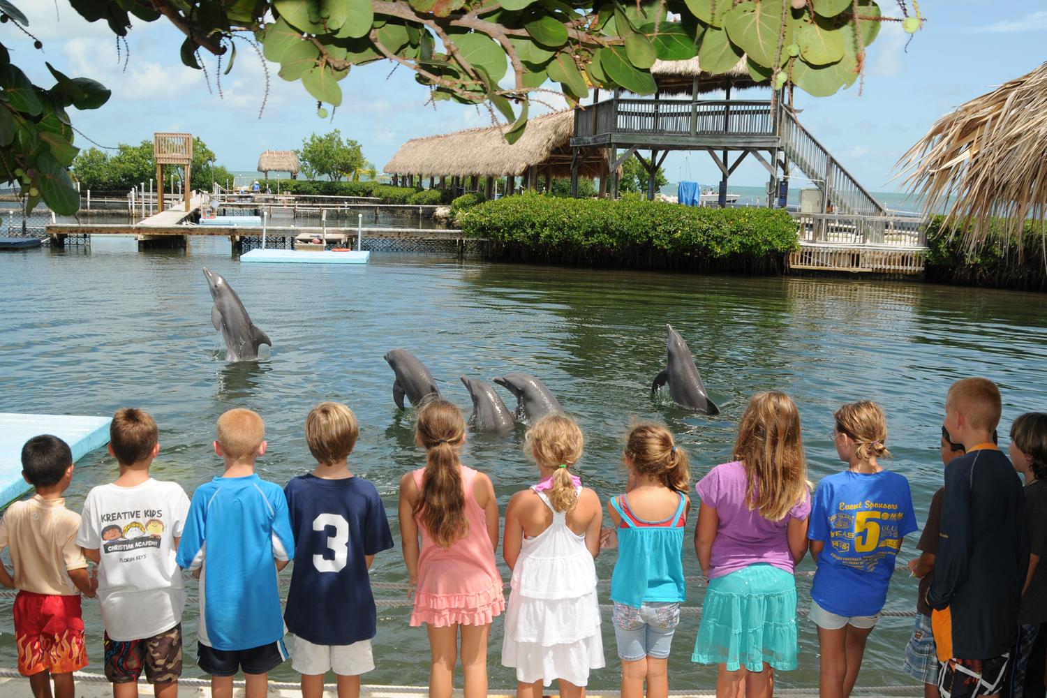 Dolphin Research Center 9