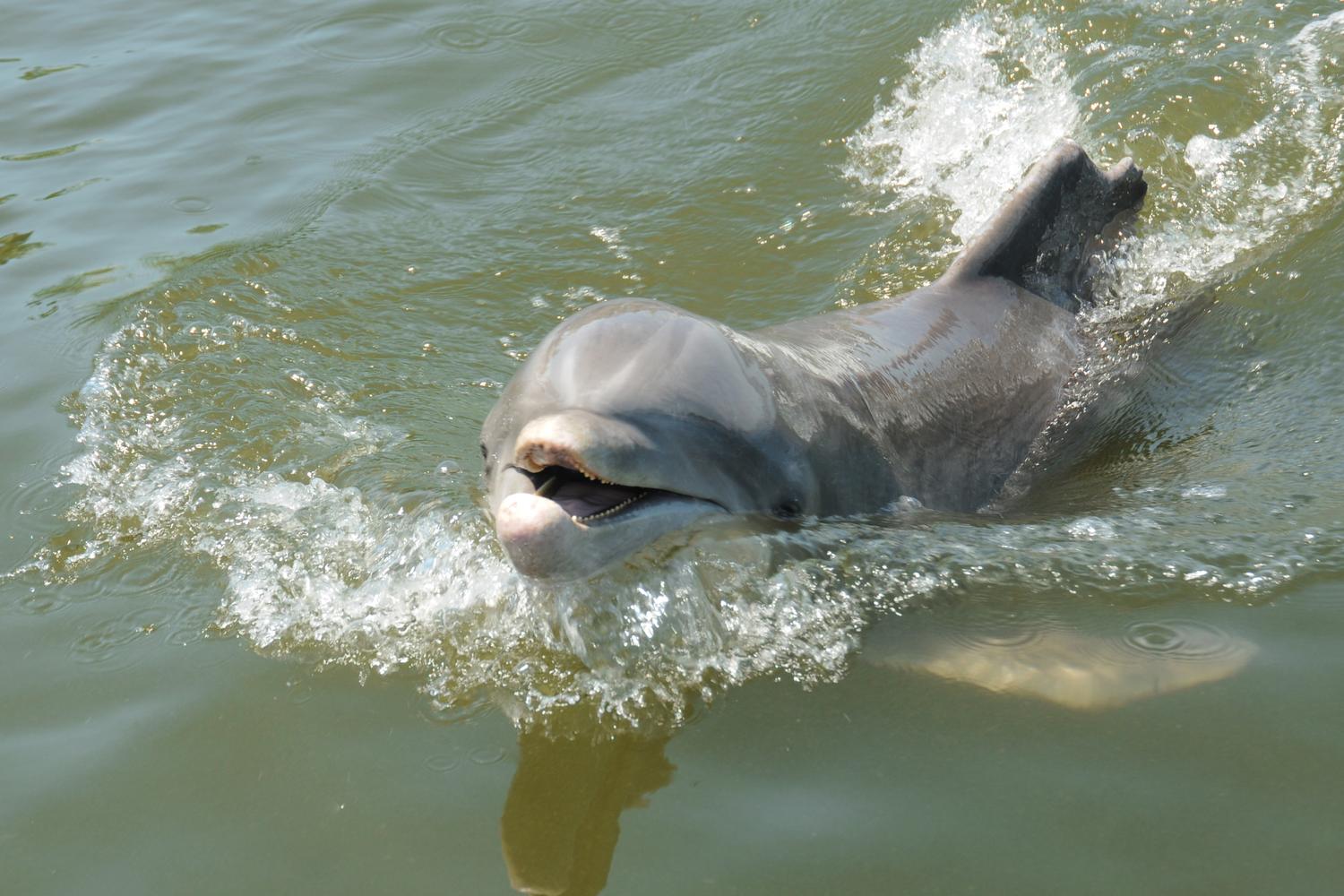 Dolphin Research Center 6