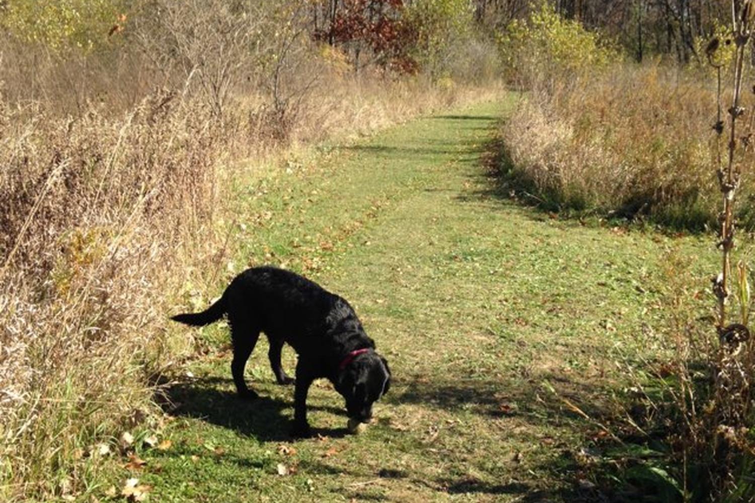 Prairie Wolf Dog Park 3