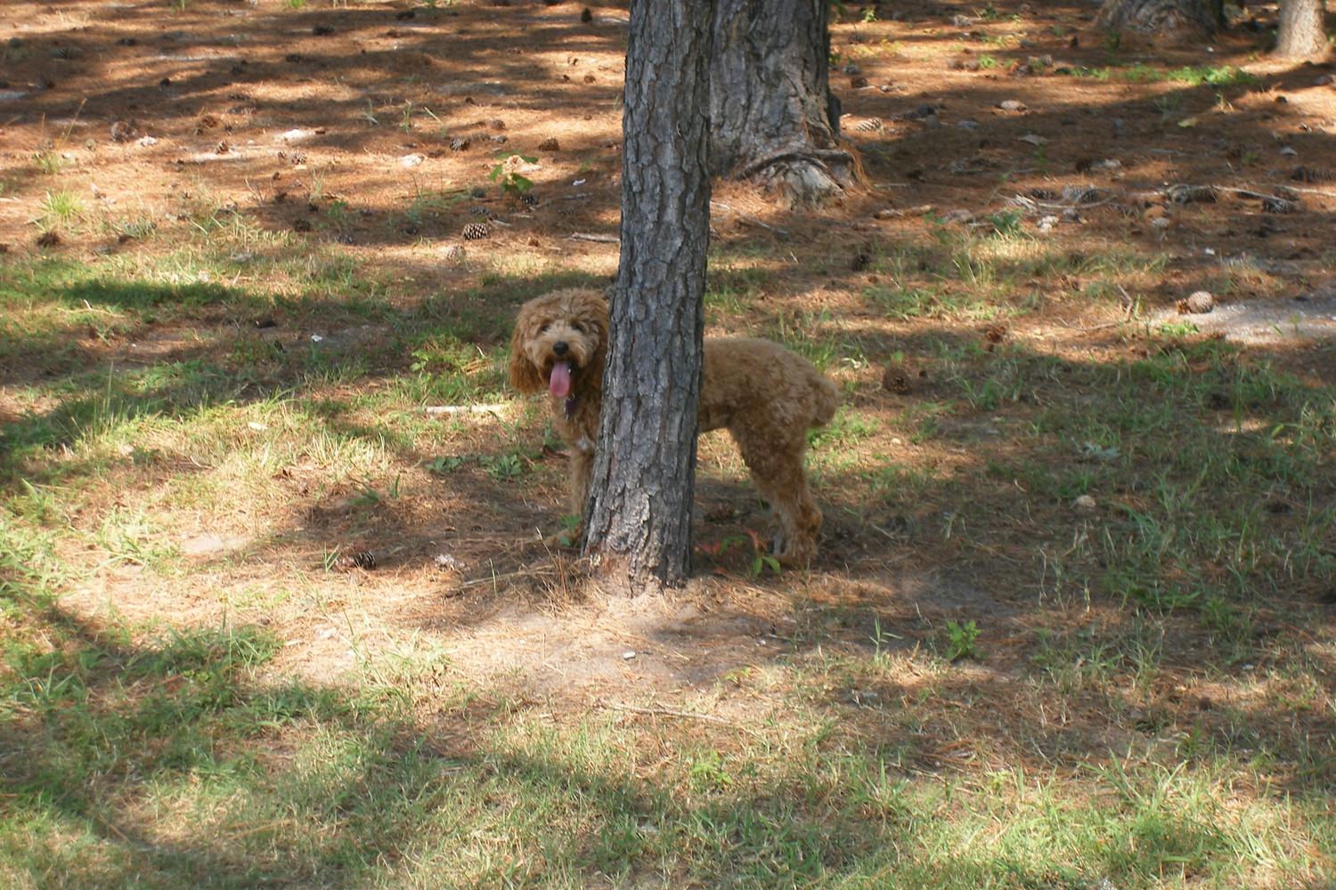 Barc Parc North 1