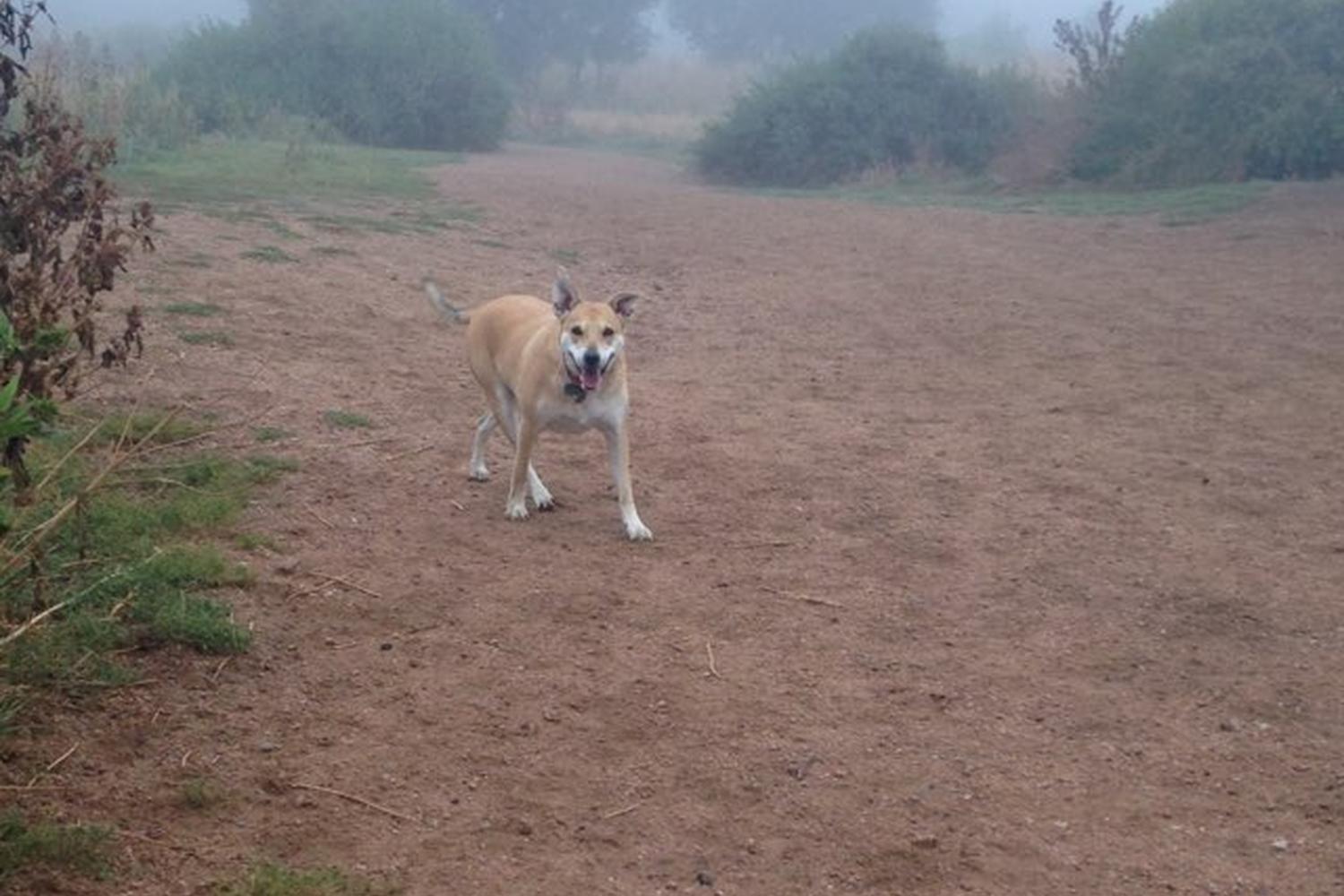 Bear Creek Dog Park 2