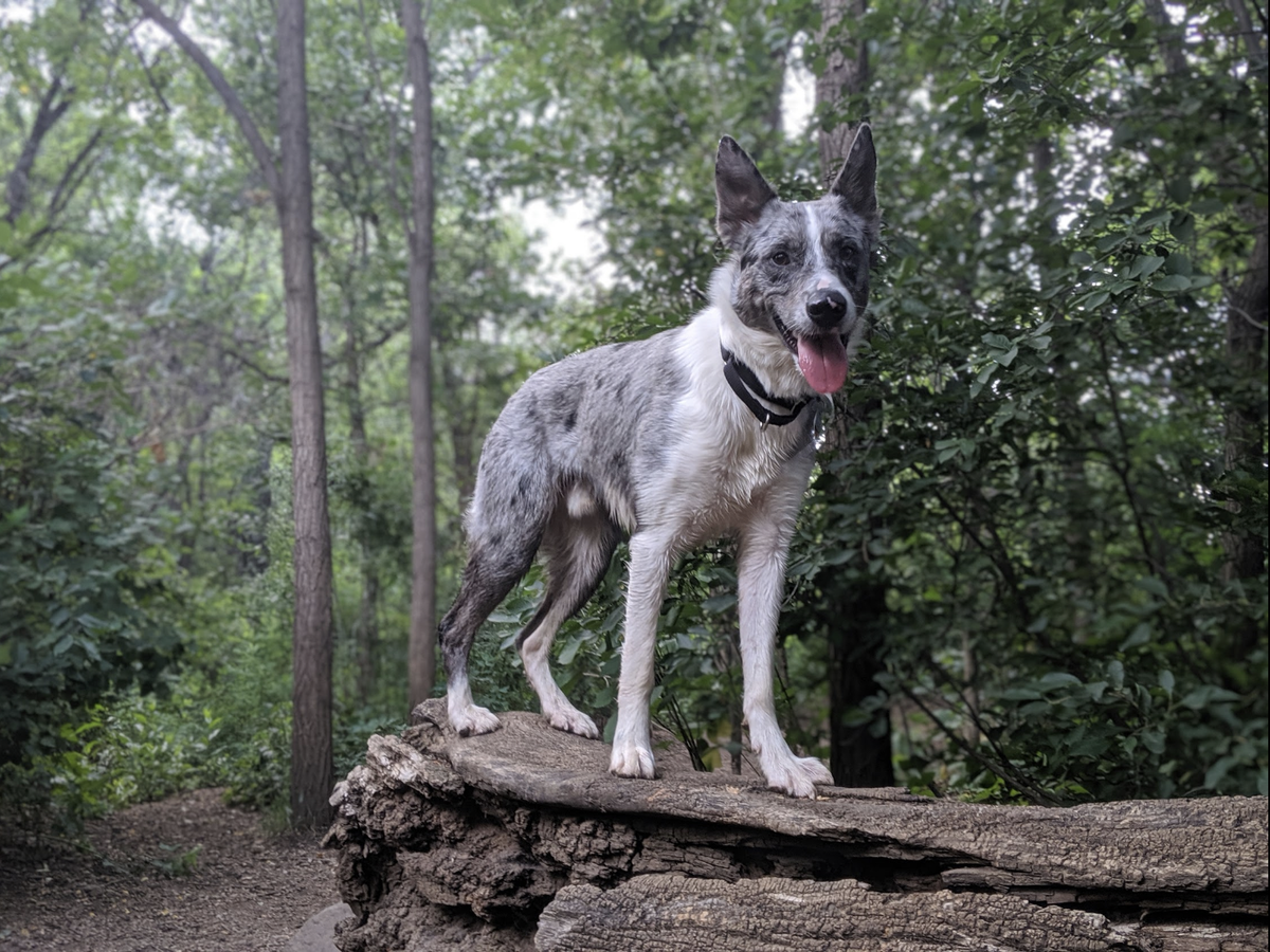 Bear Creek Dog Park 0