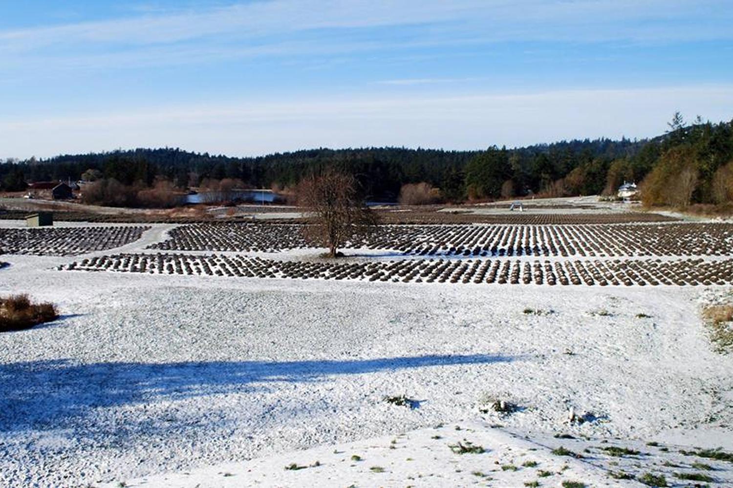 Pelindaba Lavender Farm 2