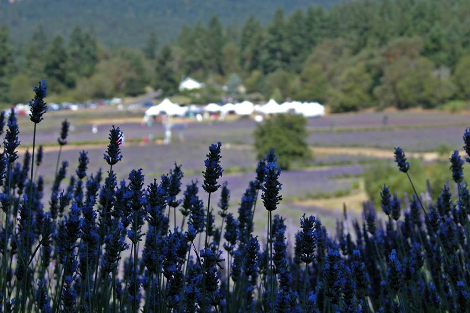 Pelindaba Lavender Farm 3