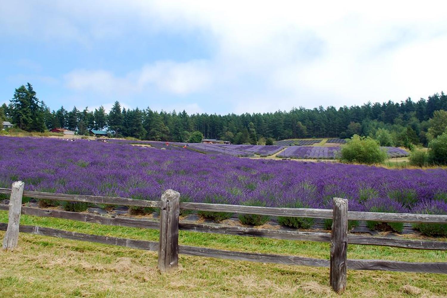 Pelindaba Lavender Farm 1
