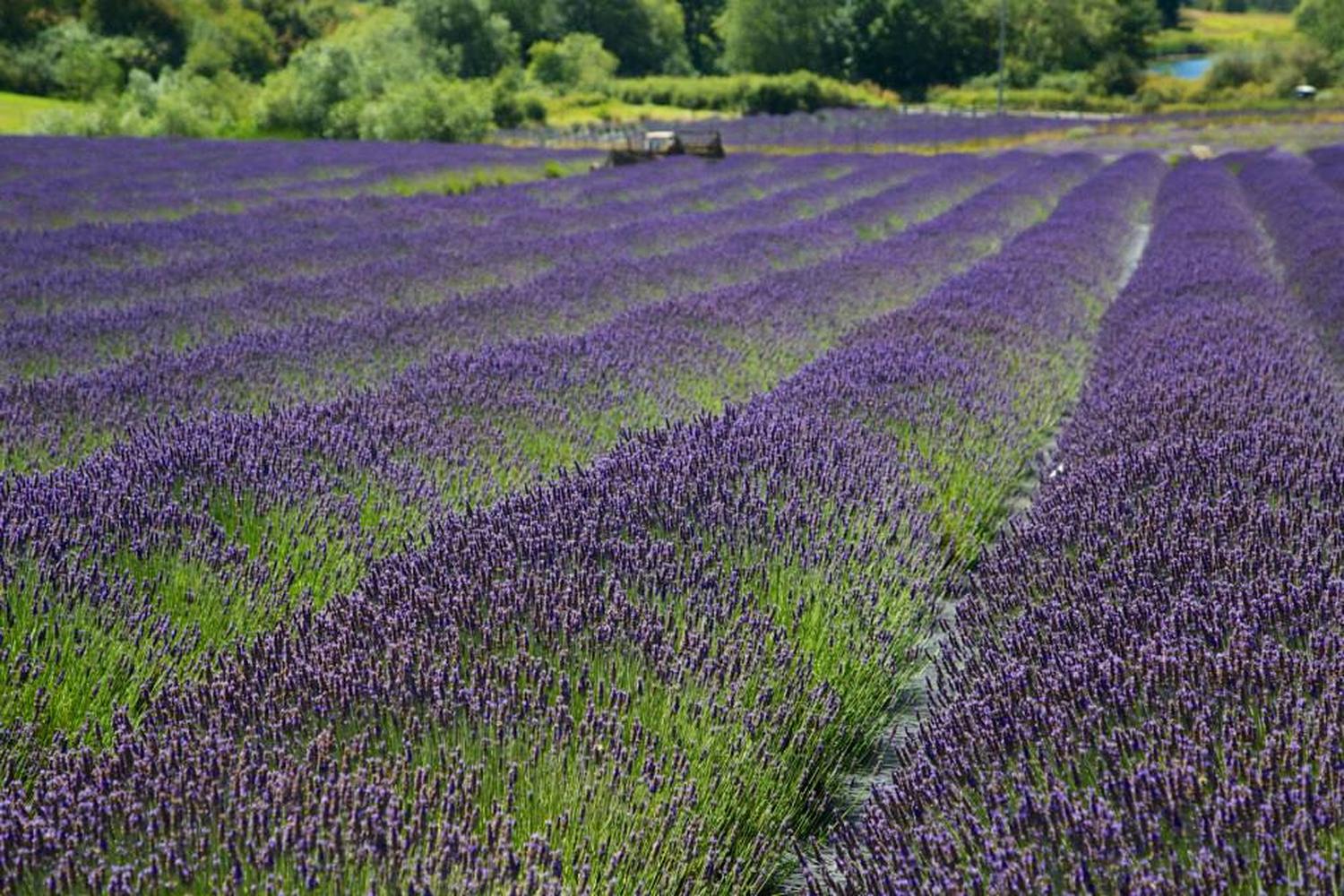 Pelindaba Lavender Farm 4
