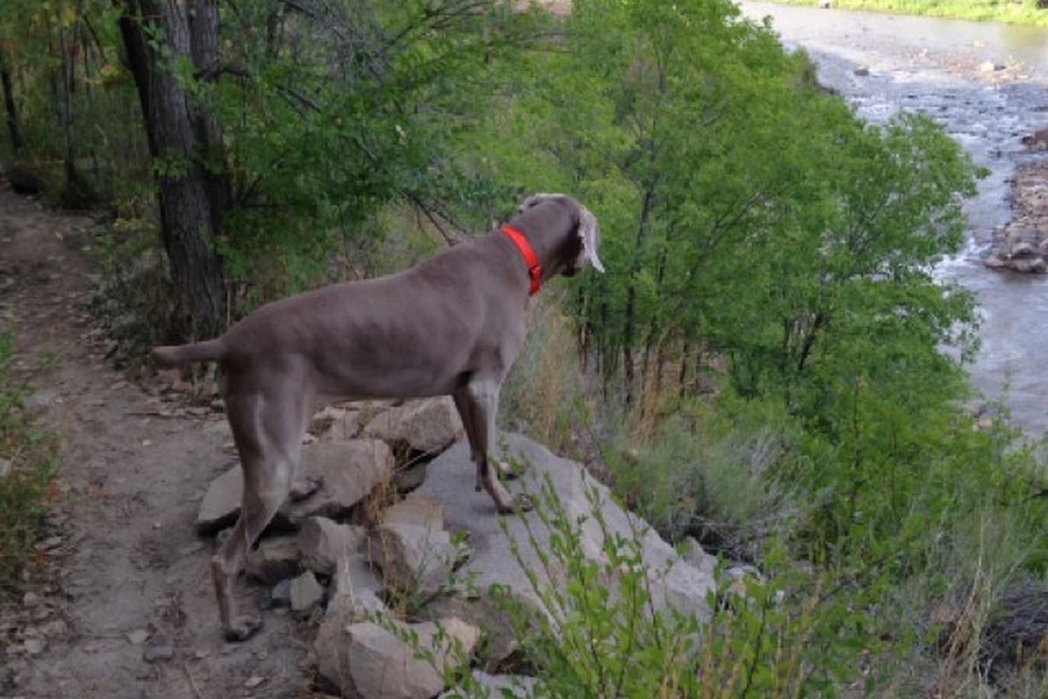 Durango Dog Park 3