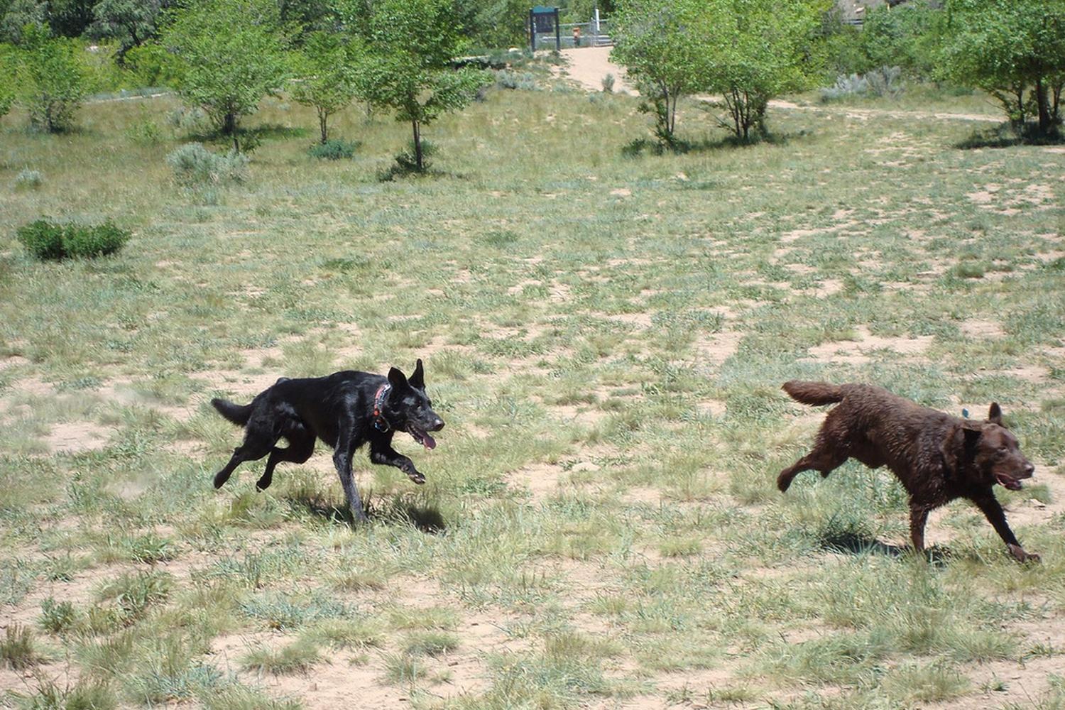 Durango Dog Park 1