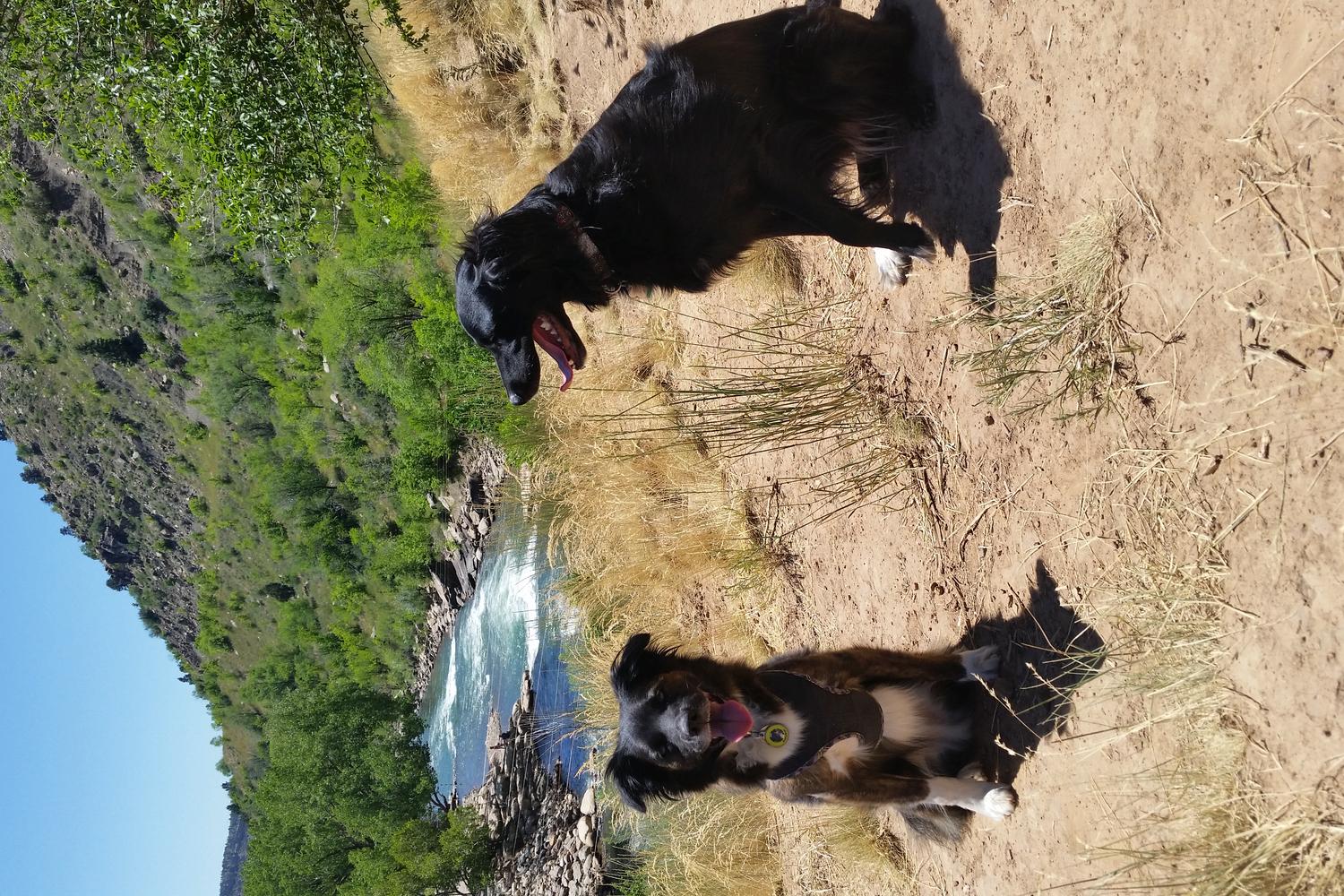 Durango Dog Park 4